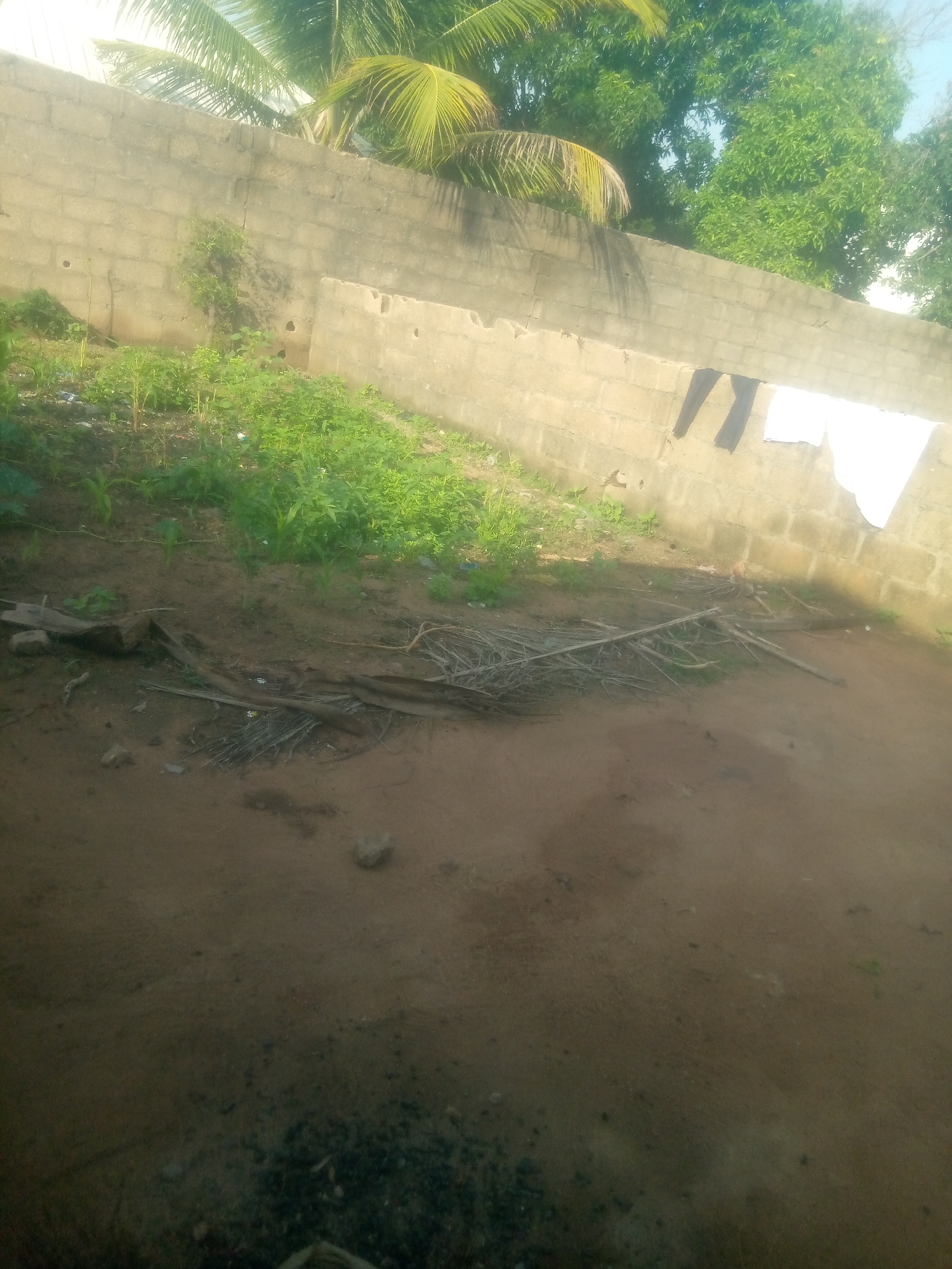 The image depicts an outdoor scene with a partially constructed concrete block wall running horizontally across the mid-ground. To the left of the wall, there is an area of overgrown green vegetation and soil. Hanging from the wall are two pieces of clothing: one dark-colored garment, possibly pants, and a white sheet or towel. In front of the wall, on the ground, is a pile of dried palm fronds and branches, along with scattered debris and some rocks. The foreground consists of a dirt ground with dark, granular material in the lower right corner. Lush green trees are visible above the wall in the background, suggesting a tropical or subtropical environment. The scene is consistent with a residential yard or an undeveloped area in Jauro Yinu, Nigeria.