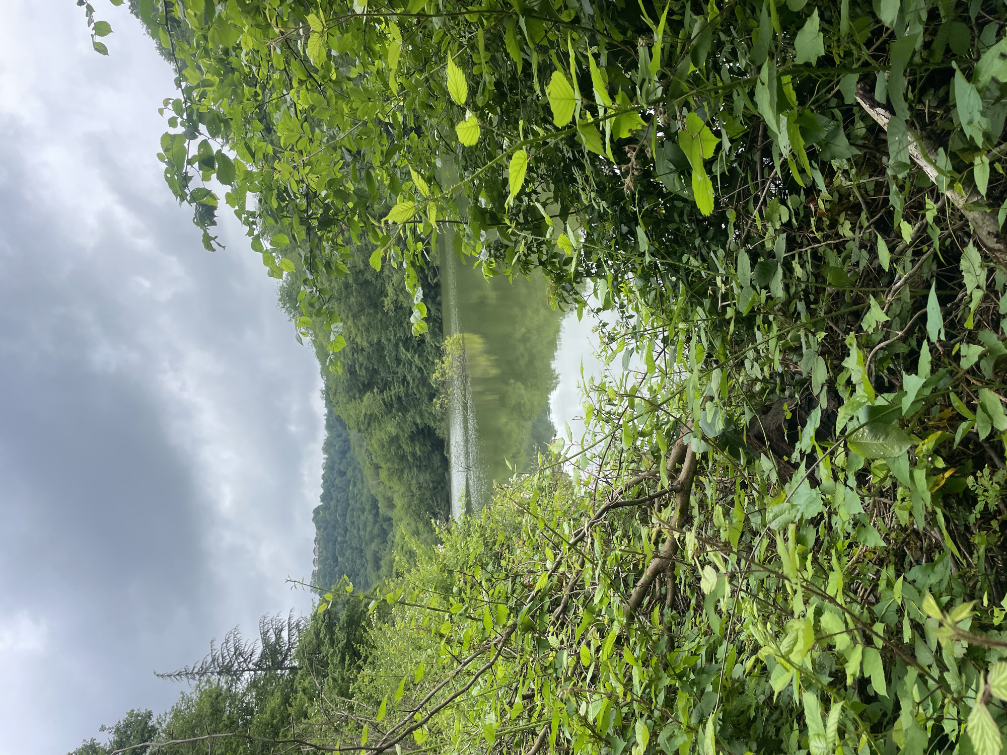 The image shows a view of a lake through a dense thicket of green foliage. The lake is situated between tree-covered hills, and the sky is overcast with gray clouds. The location appears to be a natural setting, possibly a park or wilderness area. The image provides no indication of any human presence or actions. The environment is natural and overgrown. The image is rotated counterclockwise by 90 degrees. Without additional information, it is not possible to verify the specific location in Razdolnoye, Russia.