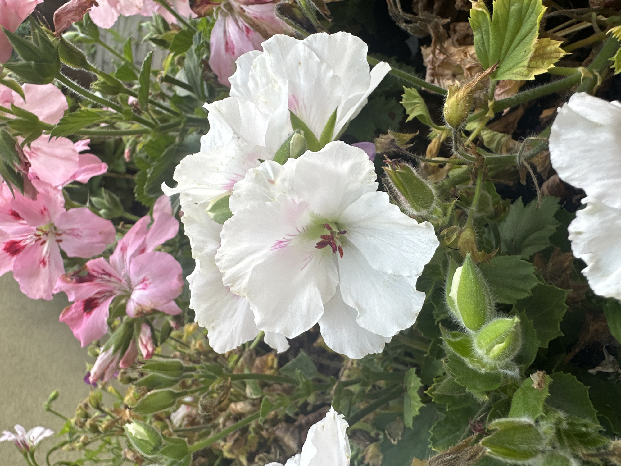 The image shows a close-up view of white and pink geranium flowers with green foliage. The flowers are in bloom, with some buds also visible. The background is blurred, suggesting the image was taken outdoors. The overall impression is one of a lush, floral setting.
Based on the provided information, it is not possible to determine the specific location in the city of Łódź, Poland, or any details about people, actions, or interactions. The image solely depicts a natural scene of flowers.