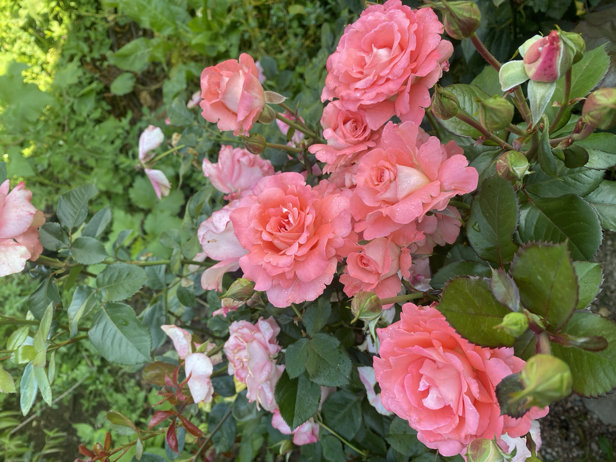 The image shows a close-up view of a rose bush with multiple pink roses in various stages of bloom. Some roses are fully open, revealing their layered petals, while others are still developing buds. The petals appear delicate and are speckled with small water droplets, suggesting recent rain or dew. The leaves of the rose bush are a deep green and are also wet. The background is a blur of green foliage and some lighter-colored flowers, indicating a garden setting. The image is taken from a slightly elevated perspective looking down onto the roses. There are no people or animals visible in the scene. The environment appears to be natural and outdoors, likely a garden.