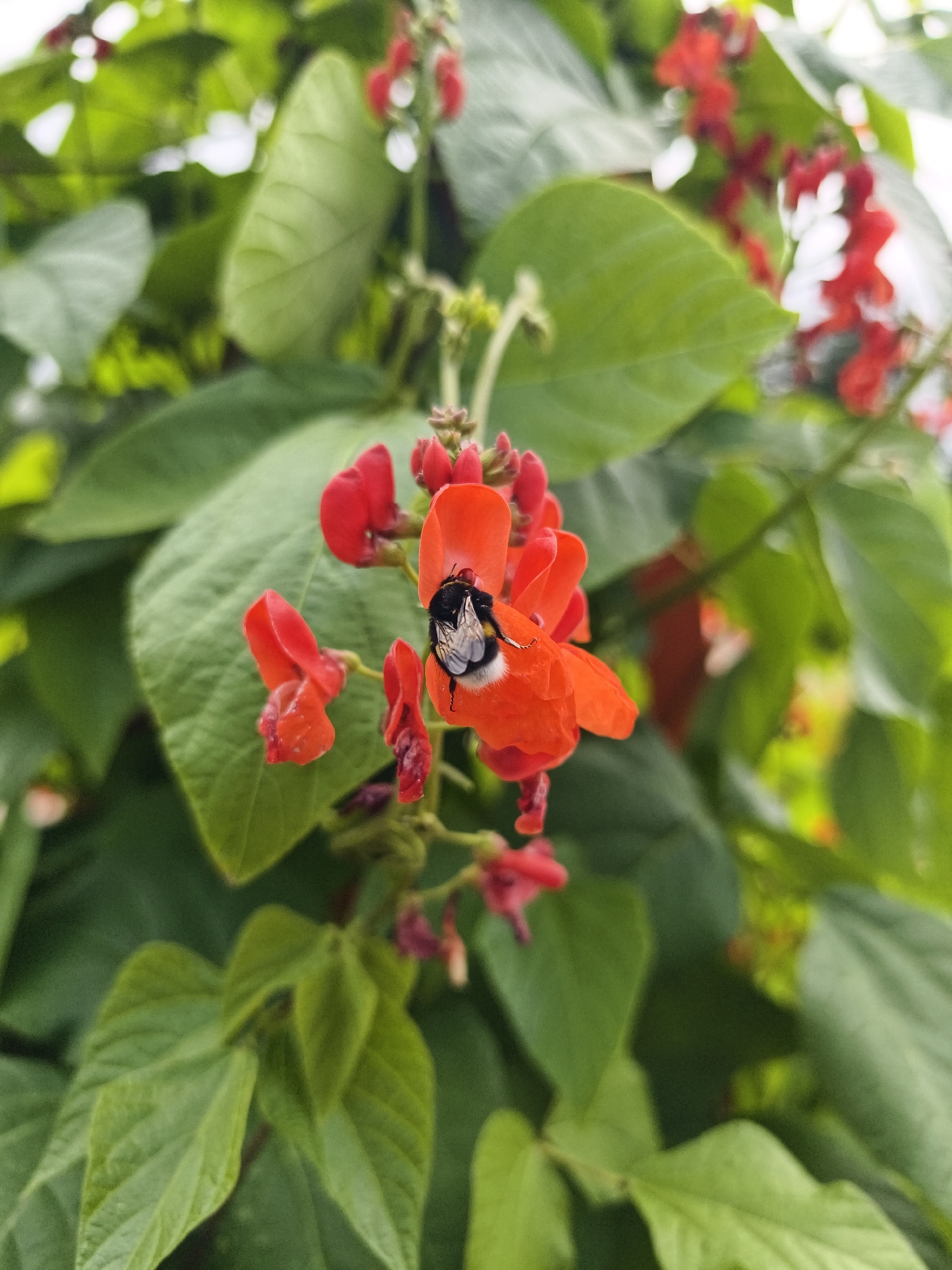 A close-up, eye-level shot shows a bumblebee on a bright orange bean flower. The bee, with its fuzzy black and white body, is positioned in the center of the flower, with its head lowered, likely collecting nectar. The flower's petals are a vibrant orange, with some red accents at the base. Surrounding the flower are lush green leaves and other red bean flowers, creating a bokeh effect that blurs the background. The lighting is natural, highlighting the textures and colors of the bee and the flowers. The scene appears to be outdoors, possibly in a garden.