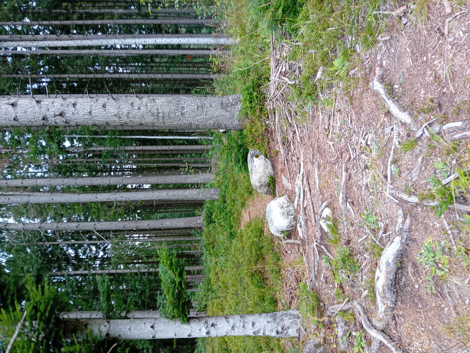 The image depicts a forest path in Zuberec, Slovakia. The path is made of dirt and is bordered by various plants and trees, primarily conifers. Two large rocks are visible on the side of the path. Exposed tree roots are prominent throughout the foreground. The environment is natural and appears to be untouched.