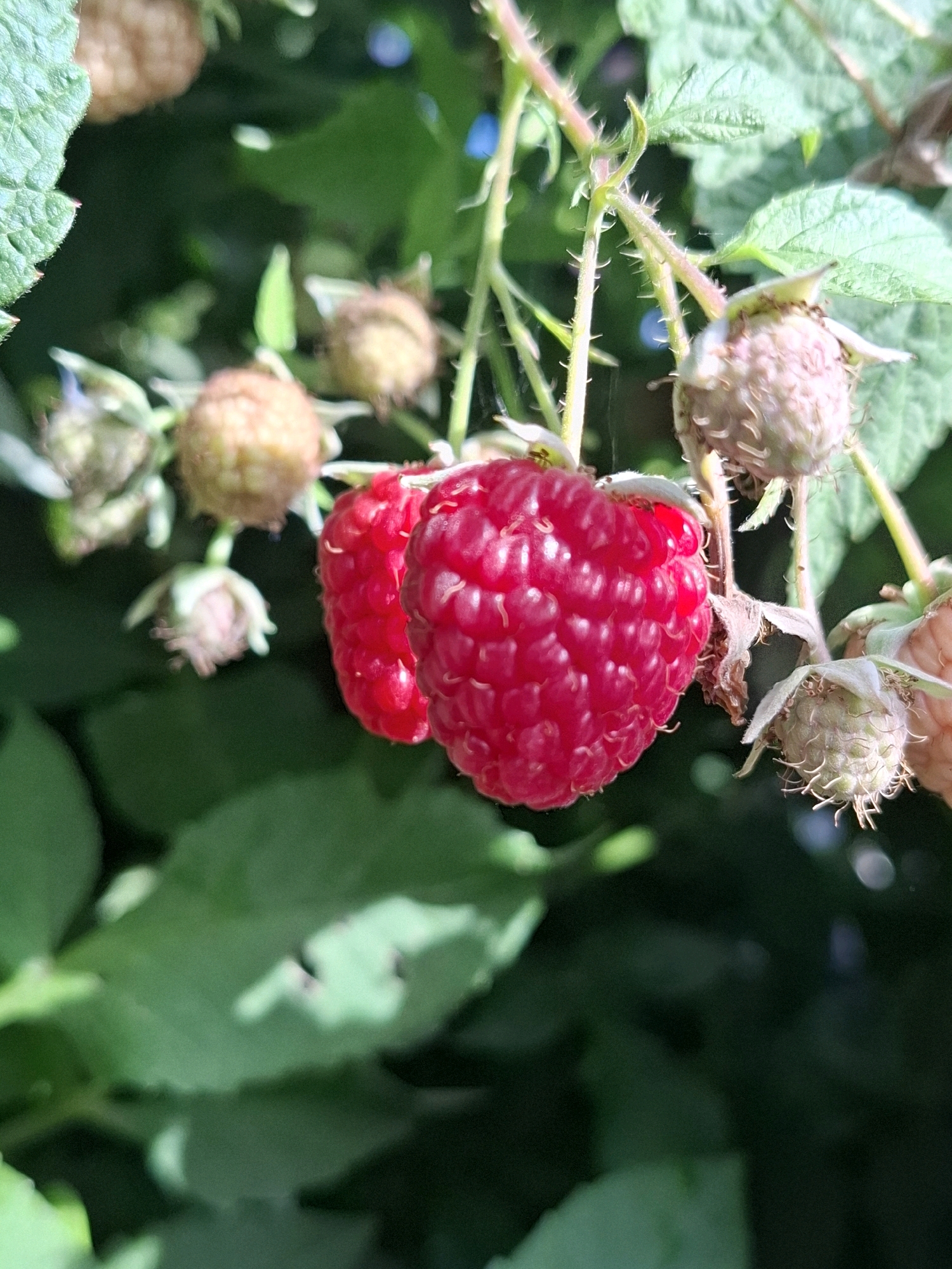 The image shows a close-up of ripe raspberries on a thorny stem, with more unripe berries in the background. The focus is sharp on the bright red raspberries, highlighting their textured surface. The surrounding leaves are a vibrant green, indicating a healthy plant. The lighting suggests an outdoor setting, likely during daylight hours, with the sun casting some dappled shadows. The image does not provide any information about the city of Tyumen, Russia, or any specific location within it. There are no people, actions, or interactions depicted in the scene.