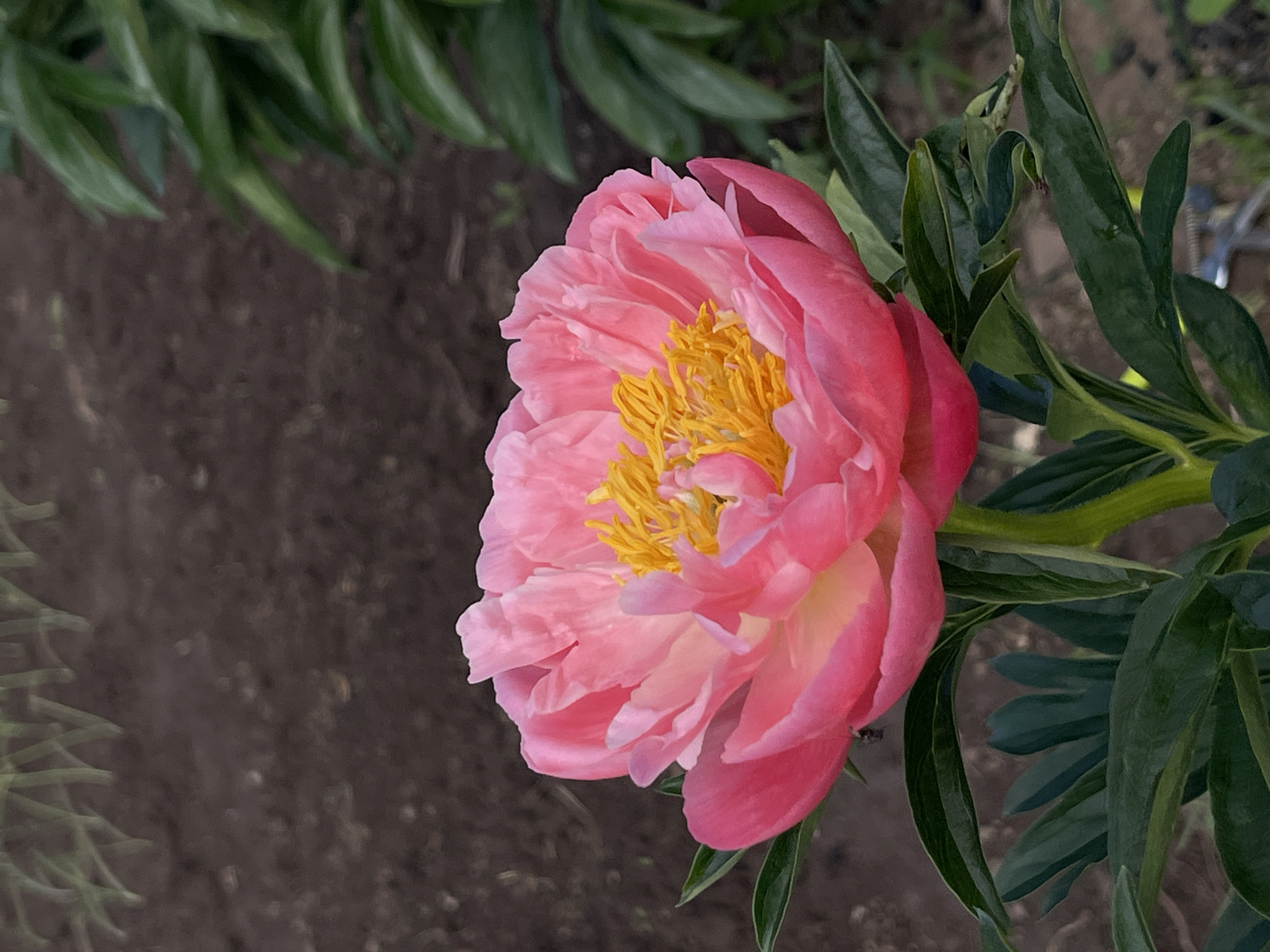 A vibrant pink peony flower, in full bloom, dominates the center of the vertical composition. The flower features multiple layers of soft petals, transitioning from a darker, saturated pink on the outer edges to lighter, pastel pink towards the center. Prominent bright yellow stamens and anthers form a dense cluster in the heart of the blossom. The peony is supported by a thick, light green stem, from which several dark green leaves extend, some in focus and others softly blurred. In the immediate background, dark brown soil, appearing loose and textured, fills the majority of the frame, indicating a garden environment. Out of focus, additional dark green foliage is visible on the right side of the image, while faint, lighter green shapes are present in the upper left. A small, blurry, metallic-colored object, possibly part of a garden tool or irrigation, is partially visible in the lower right background. The scene is illuminated by natural light, producing soft contrasts. This image was captured in the city of Unknown, Unknown.