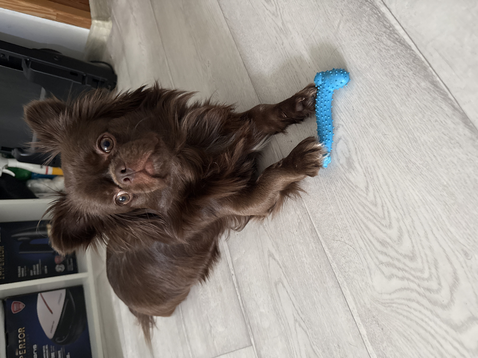 A long-haired, brown chihuahua sits on a light-colored, planked floor with a blue, textured dog toy under its front paws. The dog looks upward at the camera with a tilted head. To the left, shelves hold various items, including boxes labelled "IMPERIOR". The location is unspecified, but it is unlikely to be Taman, Russia, given the provided information.