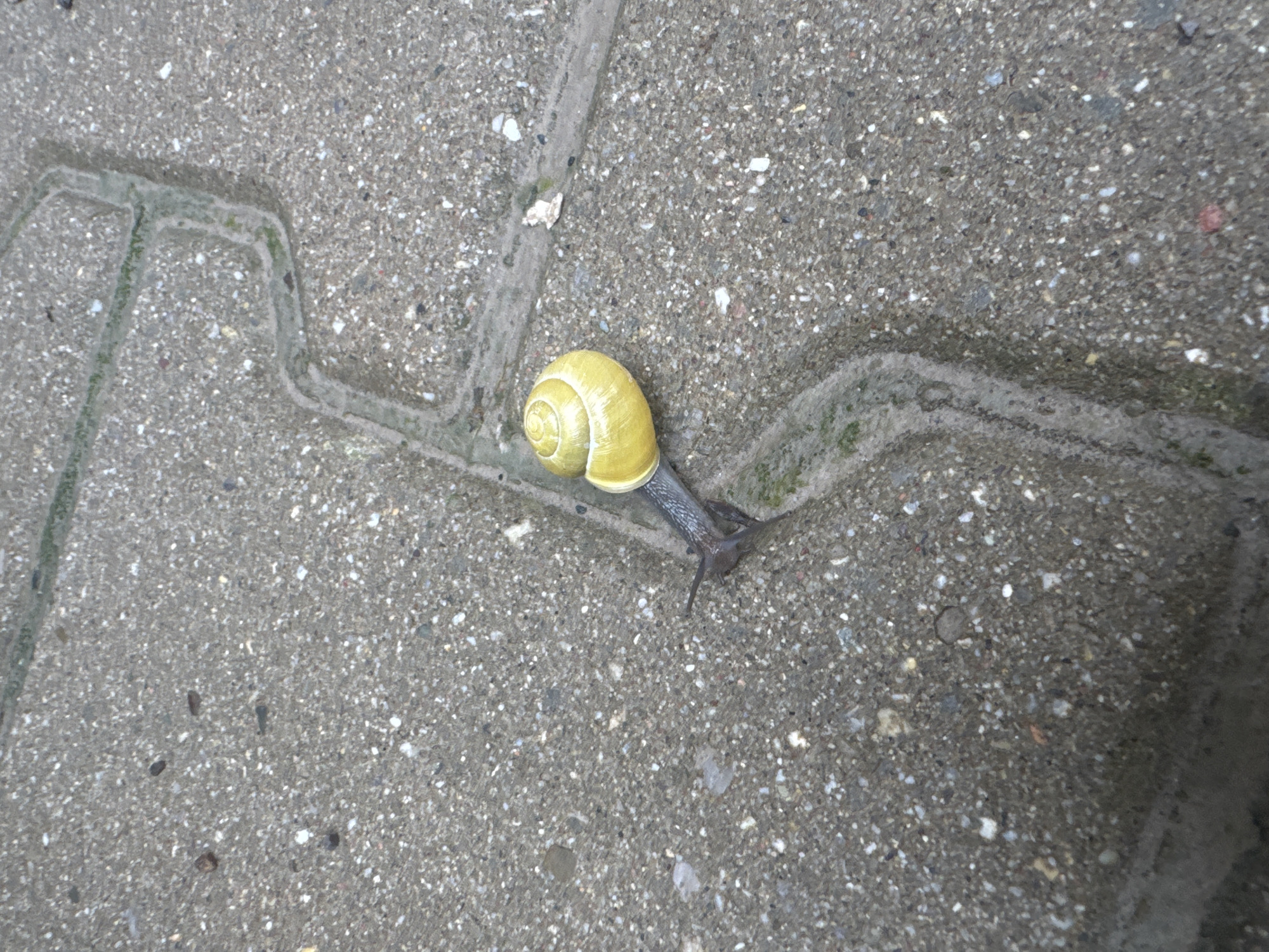 A single snail is traversing a gray concrete surface, likely a paved sidewalk or patio. The snail's shell is bright yellow and spiral-shaped, contrasting with the gray surface. The snail's body is dark and elongated, with visible tentacles extending forward. The concrete has subtle variations in texture and coloration, suggesting aging or weathering. Fine, dark lines are visible in the concrete, possibly indicating the joints between sections or the pattern of paving stones. Moss or algae is growing along the joints in the concrete, which could indicate a damp environment. The setting appears to be outdoors, likely in an urban or suburban environment. The city and country are not possible to determine from the image.