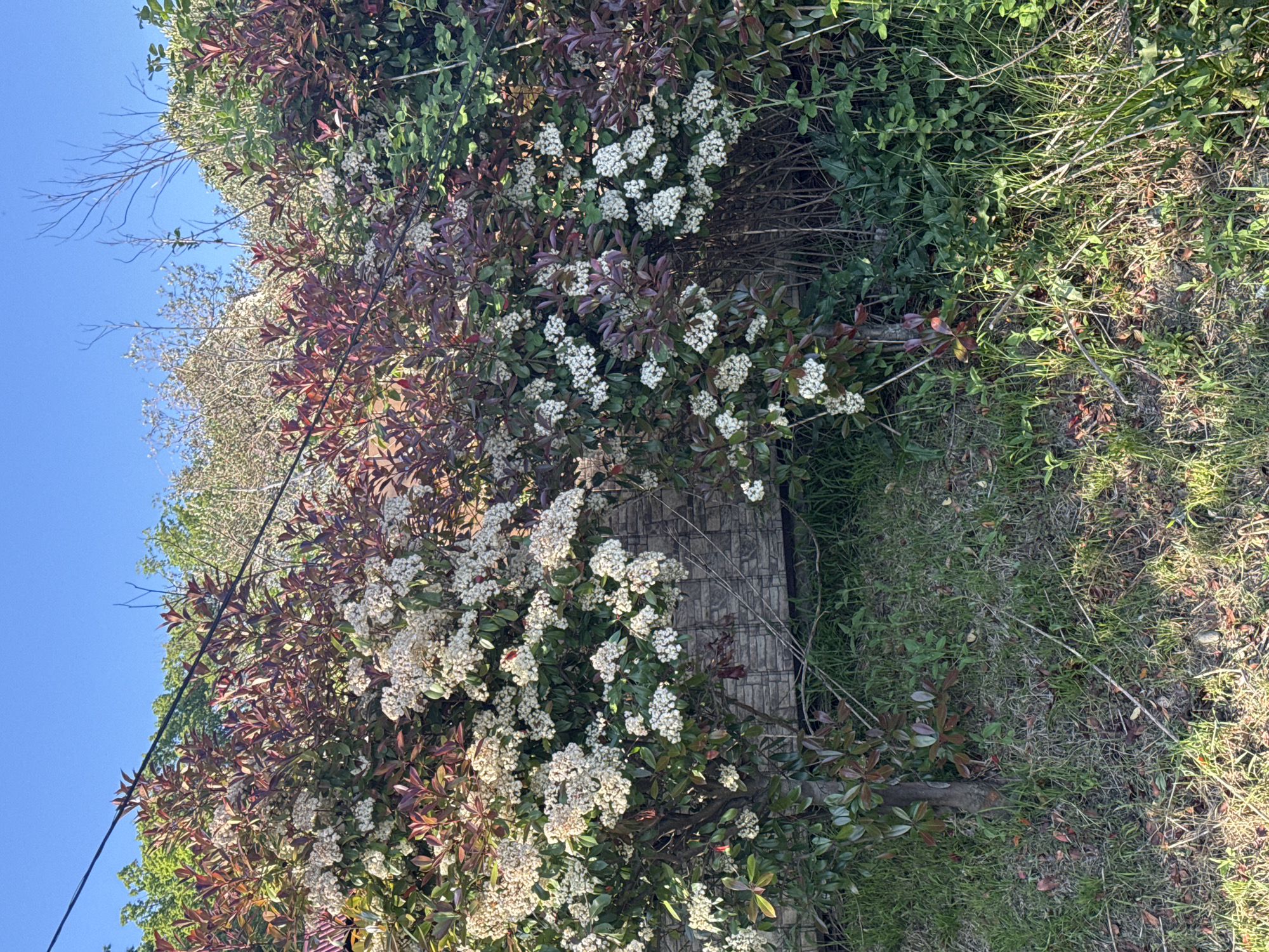 The image depicts a wall overgrown with vegetation. White flowers are prominent among the green and maroon foliage. The area surrounding the wall is covered with grass and other ground cover. The sky is blue in the upper left corner of the image. The image does not contain any people, actions, or interactions. The location cannot be confirmed as Sochi, Russia, based solely on the visual information provided.