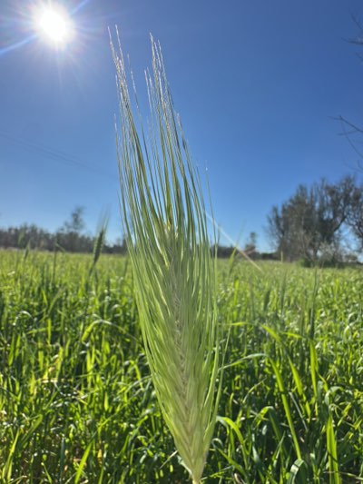 The image captures a sunlit field of green grass in what appears to be a rural or agricultural area. The primary subject is a large spike of grass or grain, prominently positioned in the foreground. The background features a blue sky with a bright sun, distant trees, and a wide expanse of green grass. There are no people visible in the scene. No additional information about the location in the city of Cutrofiano, Italy is provided in this image.