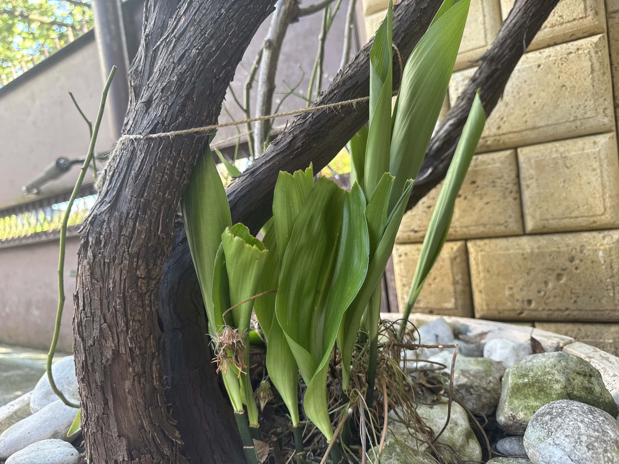 An outdoor scene features a close-up view of a plant with long, vibrant green leaves emerging from a dark, gnarled tree trunk. The trunk is tied with a thin, light-brown twine. In the background, a textured beige stone wall is visible, and beyond that, a hint of greenery and sunlight. The base of the plant is surrounded by rounded stones of various sizes, some appearing mossy. The setting is likely a garden or patio area in Sokhumi, Abkhazia.
