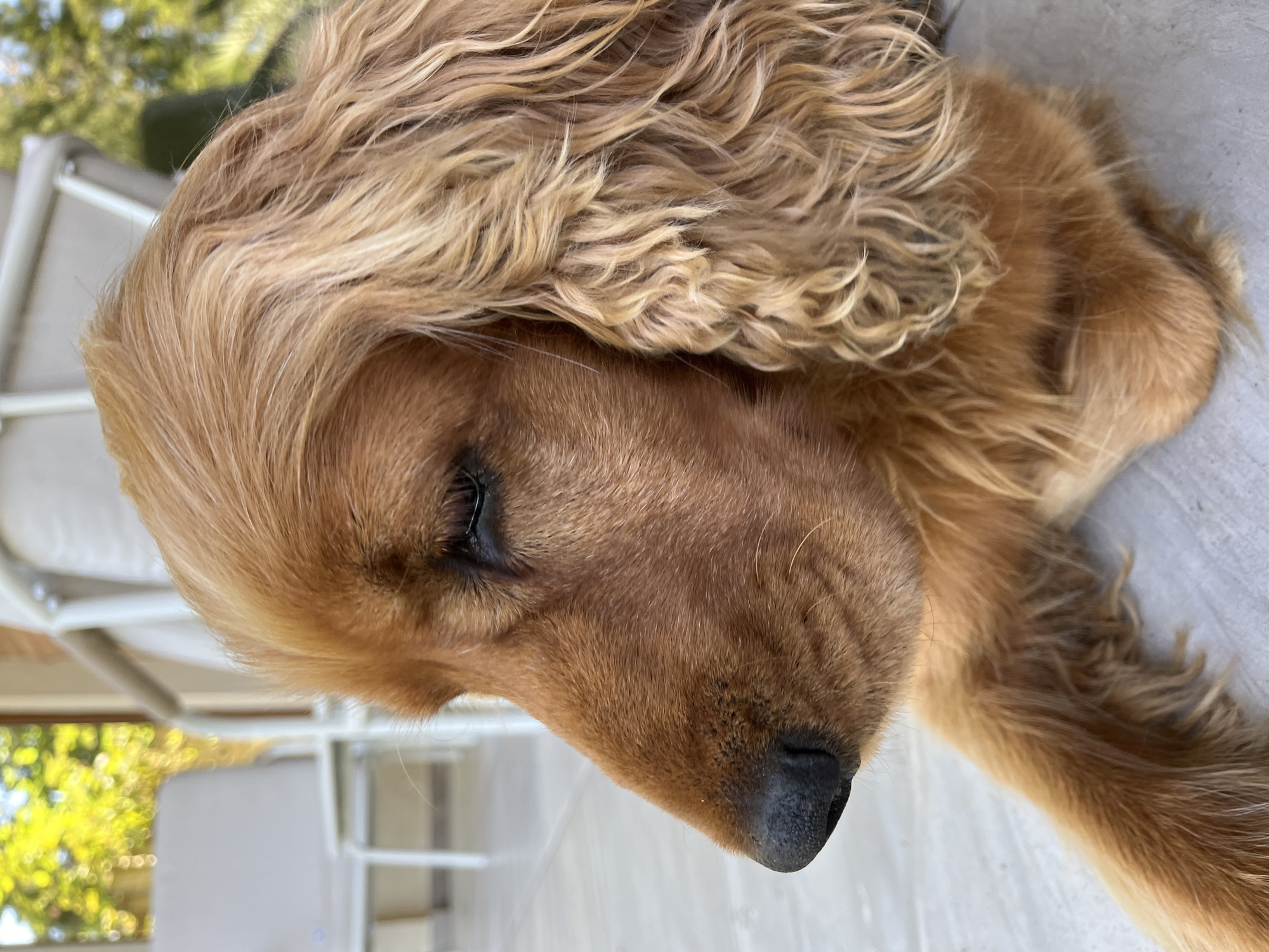 A close-up, profile view of an American Cocker Spaniel dog lying down outdoors. The dog has reddish-brown fur with wavy texture, and its eyes are closed. The dog is resting on a tiled surface, possibly a patio or walkway. In the background, there are white outdoor chairs and lush green foliage, suggesting a garden or backyard setting. The lighting indicates it is daytime. The scene is consistent with a residential outdoor area in Ureki, Georgia, a coastal resort town known for its sandy beaches and surrounding greenery.