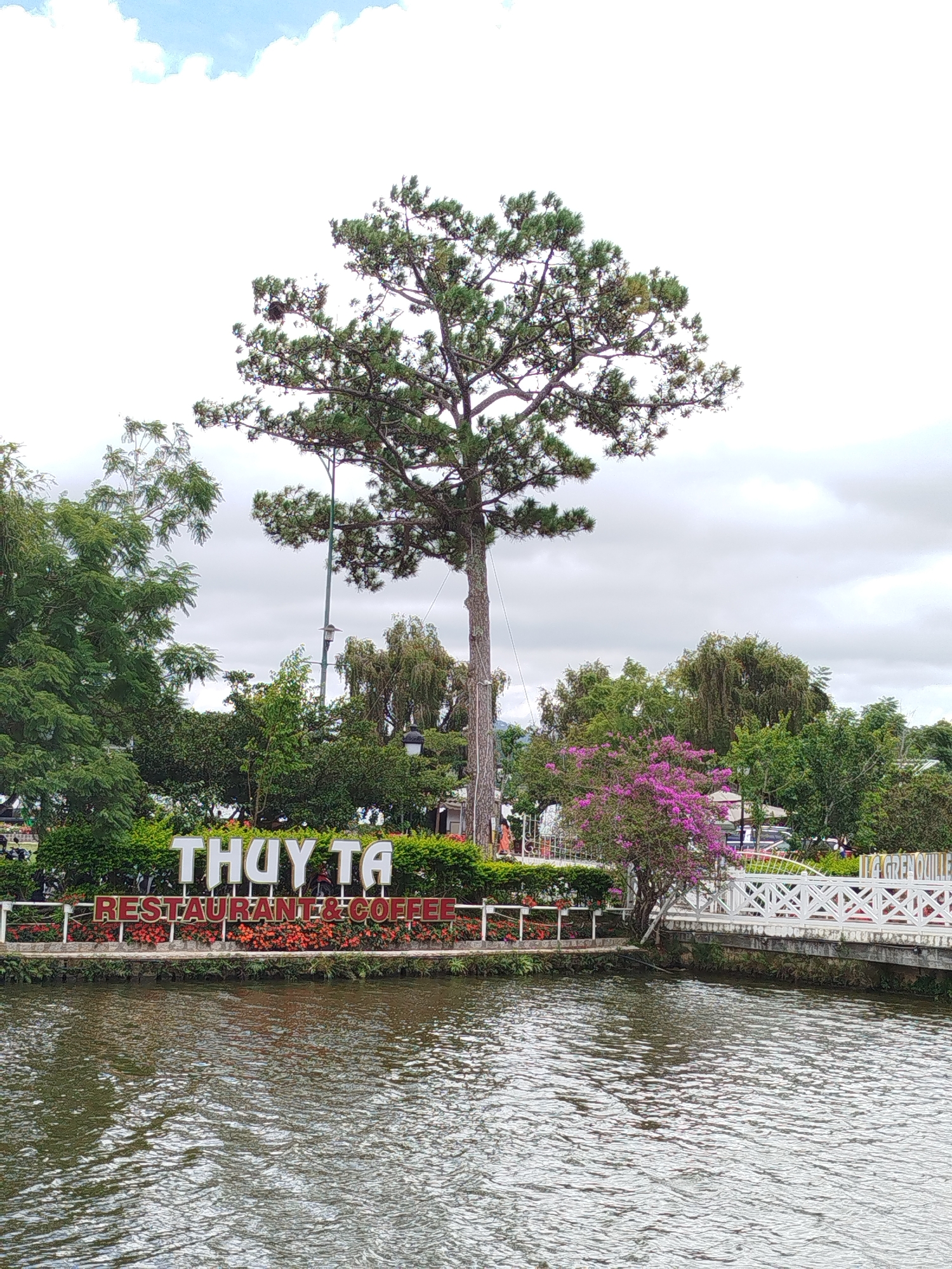 This image captures a waterfront view in Da Lat, Vietnam, likely near Xuan Huong Lake. A prominent sign reads "THUY TA RESTAURANT & COFFEE" in large white and red lettering, positioned behind a low white fence adorned with red flowers. To the right of the sign, a picturesque white bridge with intricate latticework spans the water. Lush green trees and bushes form a vibrant backdrop, with a tall pine tree dominating the left side of the frame. In the distance, other trees and foliage are visible, creating a serene park-like atmosphere. The water in the foreground exhibits a textured surface with gentle ripples. The sky above is a mix of white clouds and patches of blue. A few people are faintly visible in the background, suggesting it's a public area.