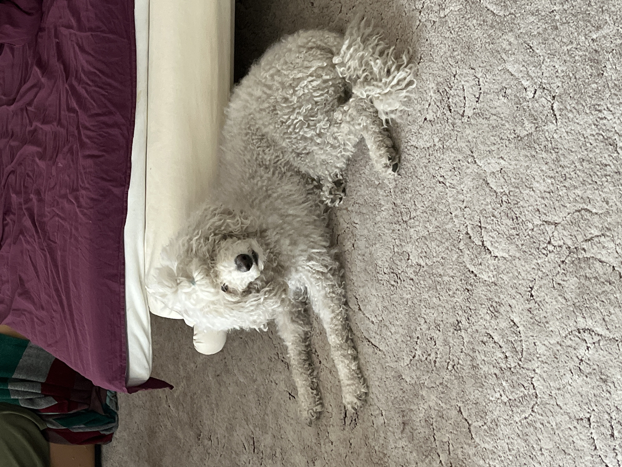 A white dog lies on a gray carpet next to a bed with a maroon blanket and a white sheet. The location is Unknown, Unknown.