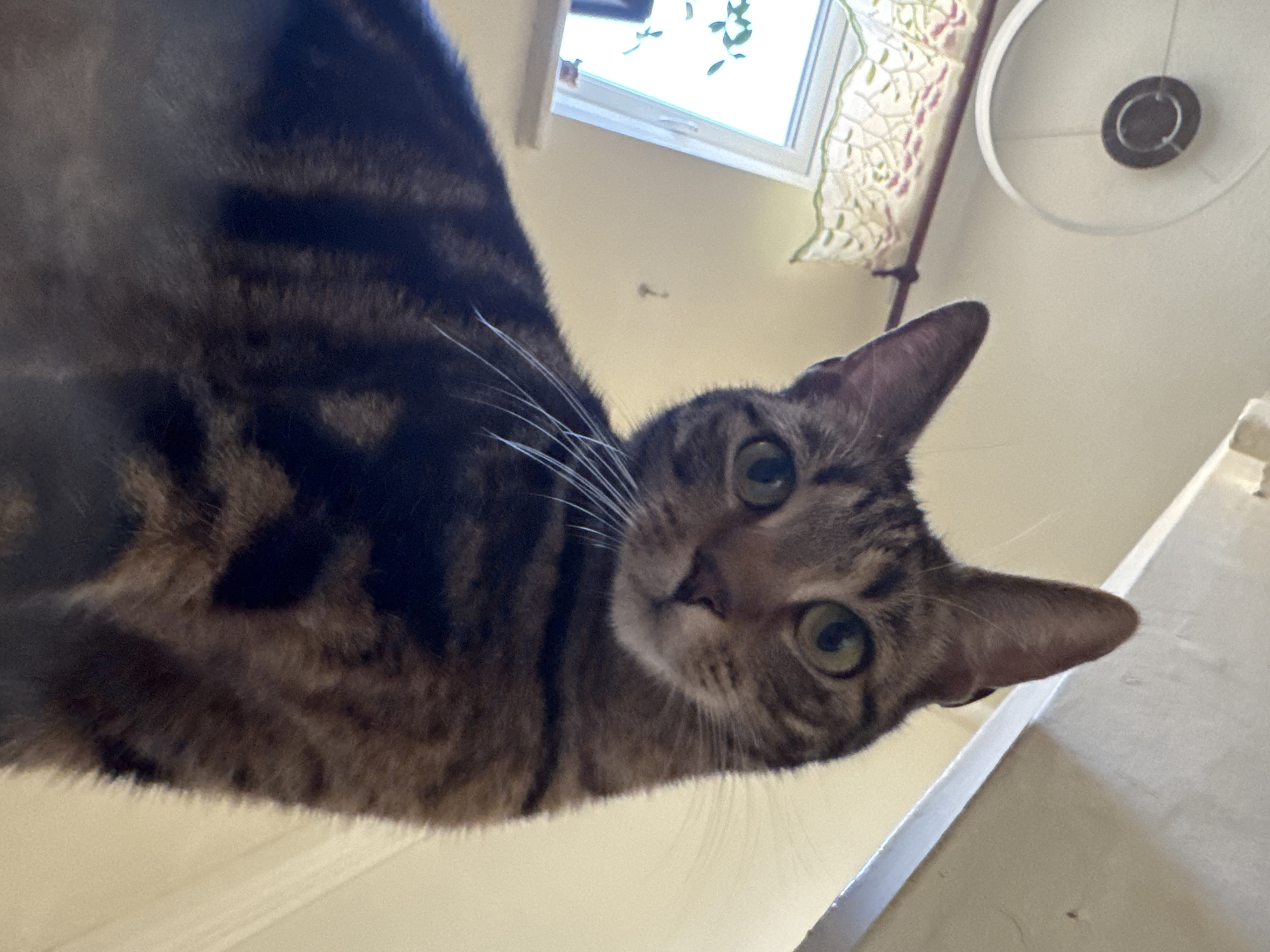 A brown tabby cat is positioned close to the camera, looking directly into the lens. The background includes a window with greenery visible outside, a curtain, and a ceiling light. The scene is indoors. The image was not necessarily taken in Desborough, United Kingdom. There are no people visible in the image.