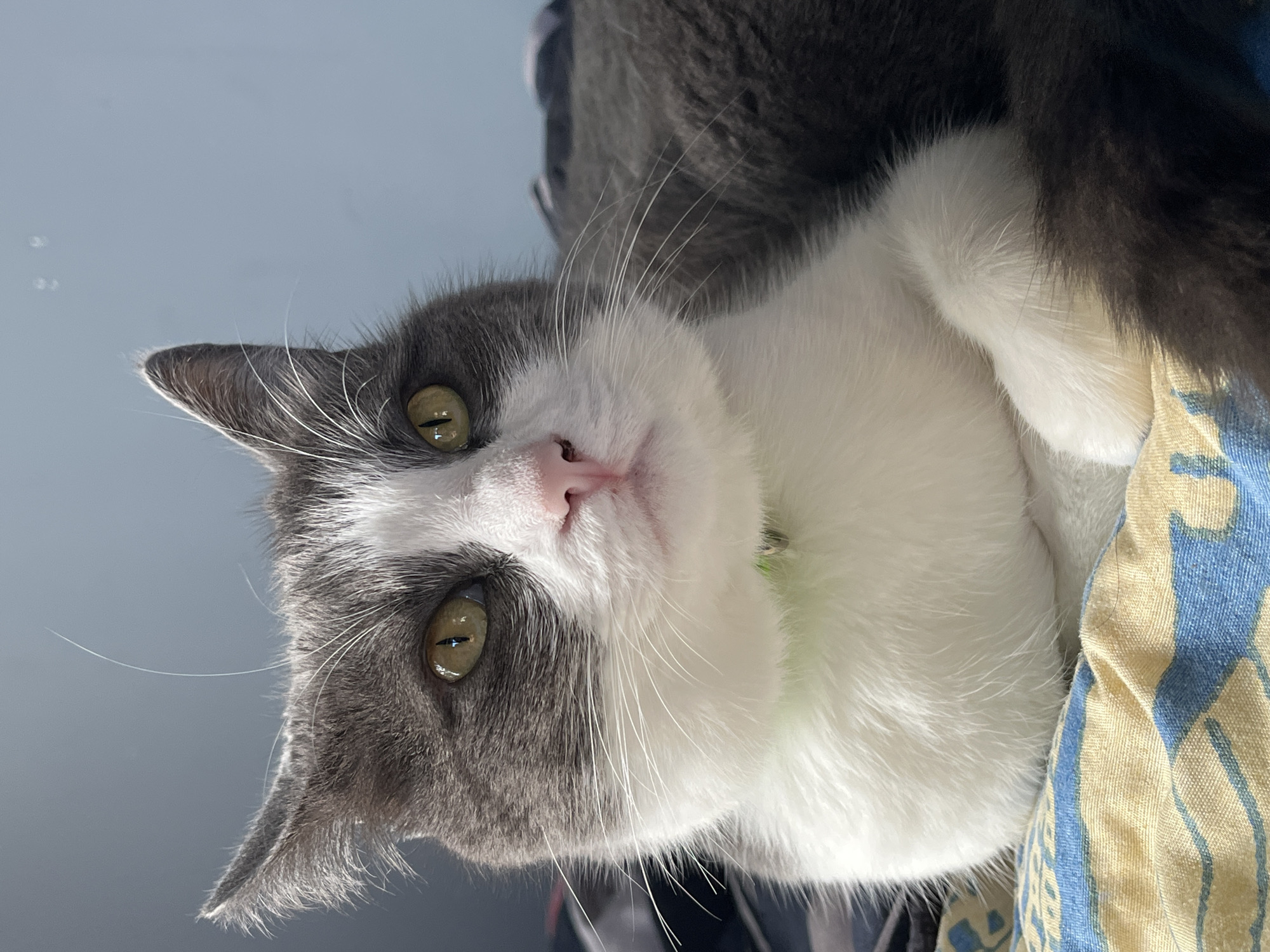 A medium shot captures a close-up of a grey and white domestic cat lying on a colorful patterned blanket, likely in a home environment in Ureki, Georgia. The cat's head is tilted slightly to its left, and its gaze is directed to the right, with its green eyes appearing alert. Its pink nose is prominent, and its white whiskers fan out from its face. A thin strand of white hair extends upwards from its head and curves against the soft blue background, possibly indicating natural light. The cat is wearing a light green collar. The blanket beneath the cat features a geometric pattern of yellow and blue. The cat's fur is fluffy, with distinct patches of grey on its ears and back, and white on its chest and front legs. Its body is relaxed, with one front paw tucked beneath its chest. The lighting suggests it's daytime, with a possible light source from the left creating subtle shadows on the cat's face and body. The overall scene is domestic and tranquil.