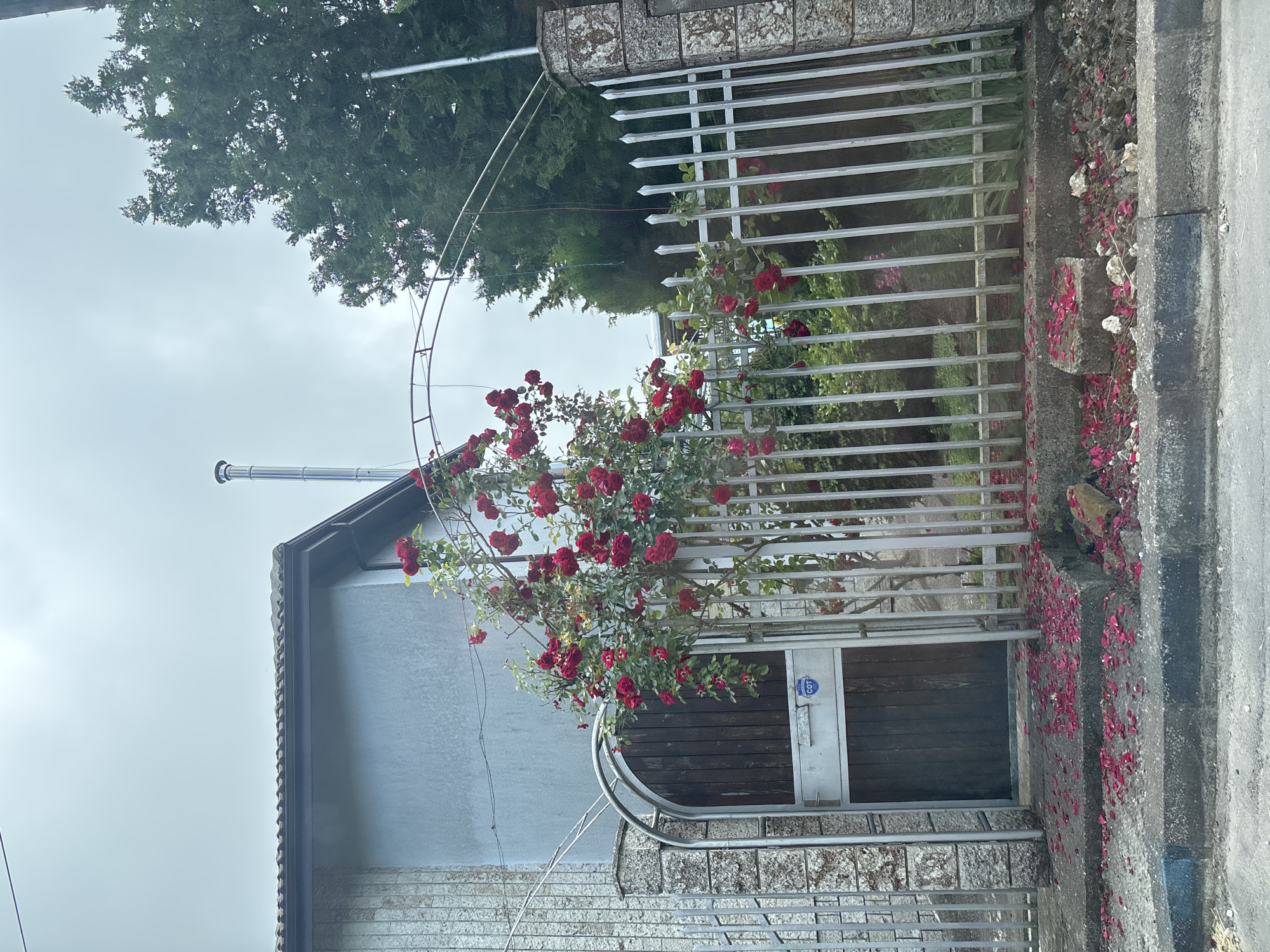 The image shows a close-up view of a fence and gate in the city of Topola, Bulgaria. Red rose petals are scattered on the ground in front of the gate, and a rose bush is growing over the fence. A large, gray building is visible behind the fence. The sky is overcast.