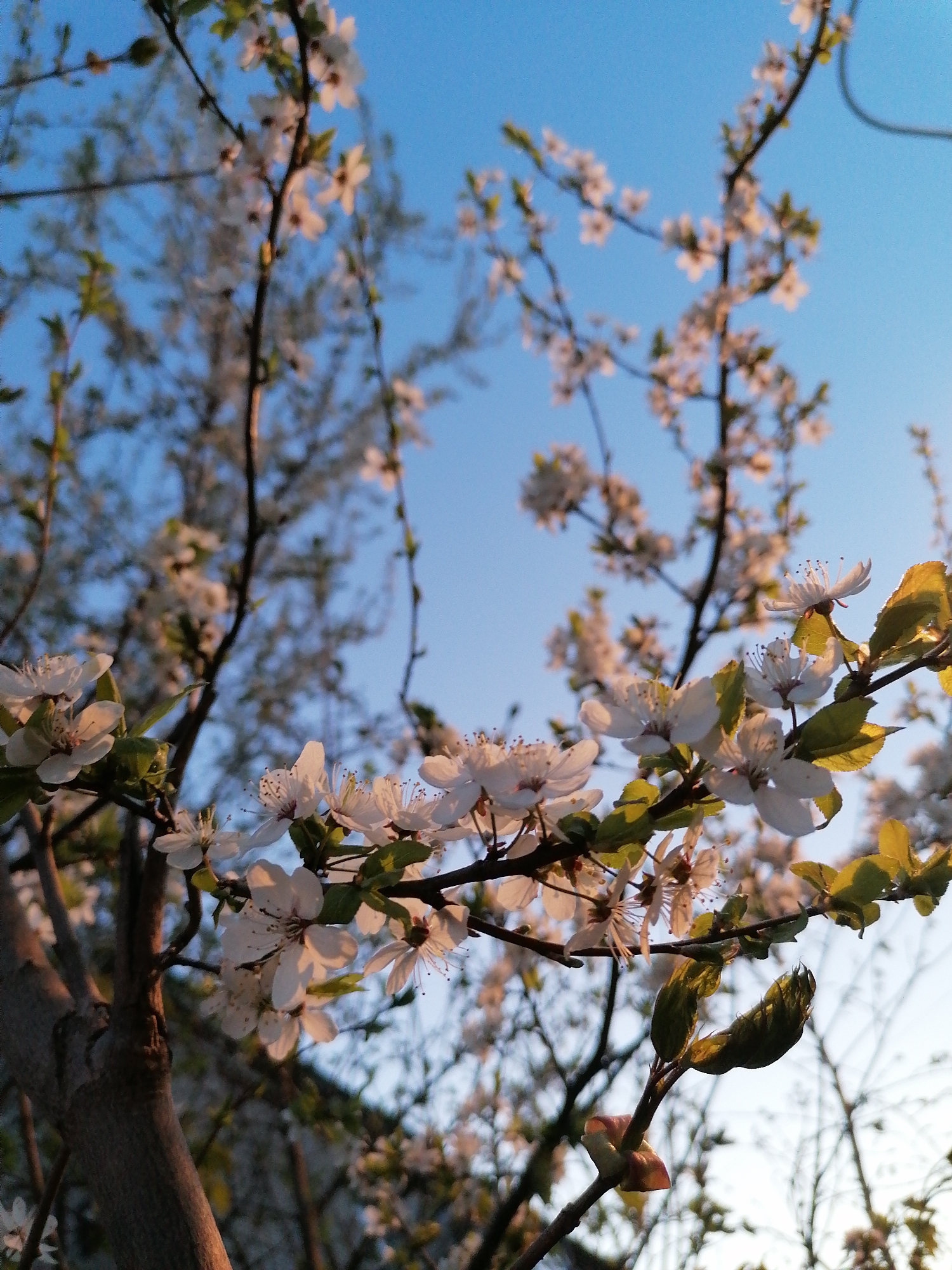 The image depicts a close-up view of a flowering tree against a blue sky. The location is unknown, Unknown. The tree is in full bloom with numerous small, white flowers clustered along its branches. Green leaves are also present, interspersed among the flowers. The branches are dark brown and appear to be textured. The background is a clear blue sky, providing a contrasting backdrop to the tree. The lighting suggests either early morning or late afternoon, with a warm glow illuminating parts of the tree and flowers.