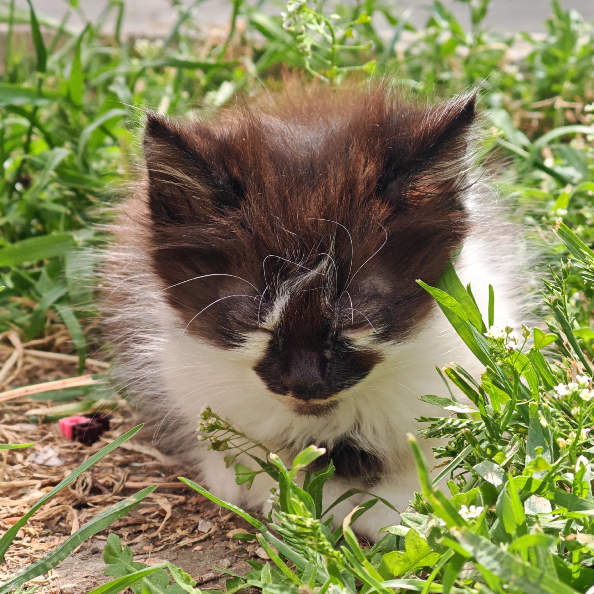 In городское поселение Щелкино, Ukraine, a small black and white kitten rests amongst green grass and vegetation. The kitten has its eyes closed and appears to be sleeping. The kitten's fur is a mix of black and white, with longer white whiskers. Patches of dry leaves and dirt are visible beneath the green grass. A small, partially obscured object that is pink and brown is visible to the left side of the kitten. The scene is bathed in sunlight.