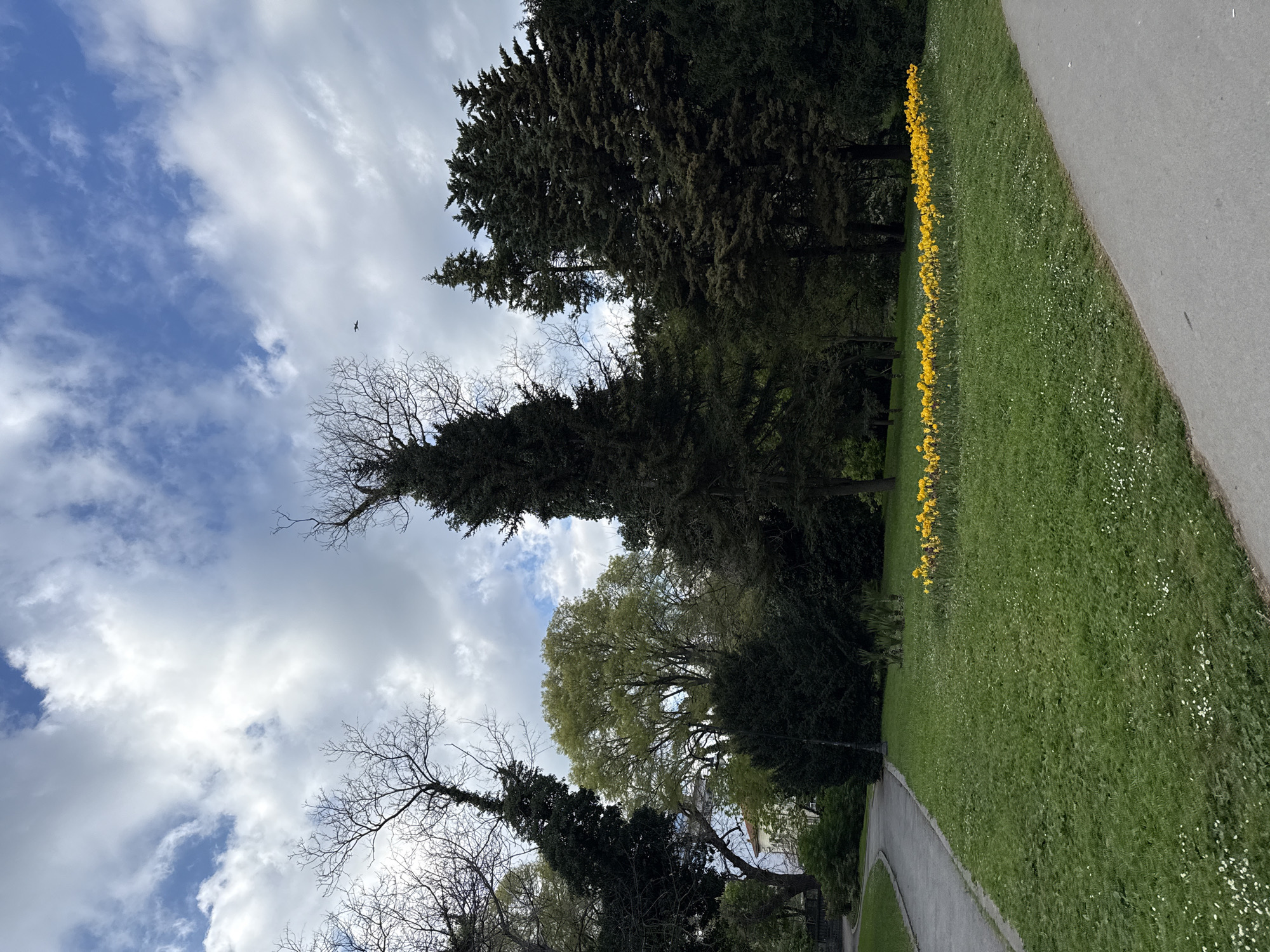 The image shows a park scene, potentially in Varna, Bulgaria, though without specific landmarks, confirmation is difficult. The foreground shows a grassy lawn speckled with small white flowers. A line of yellow flowers edges the lawn, bordering a pathway. To the left of the grass is a collection of trees of varying heights, and species, including both deciduous (with bare branches) and coniferous (dark green) trees. The sky is partly cloudy with blue patches visible between the white clouds. A small dark speck, possibly a bird, is visible in the sky. The path is gray. No people are visible.