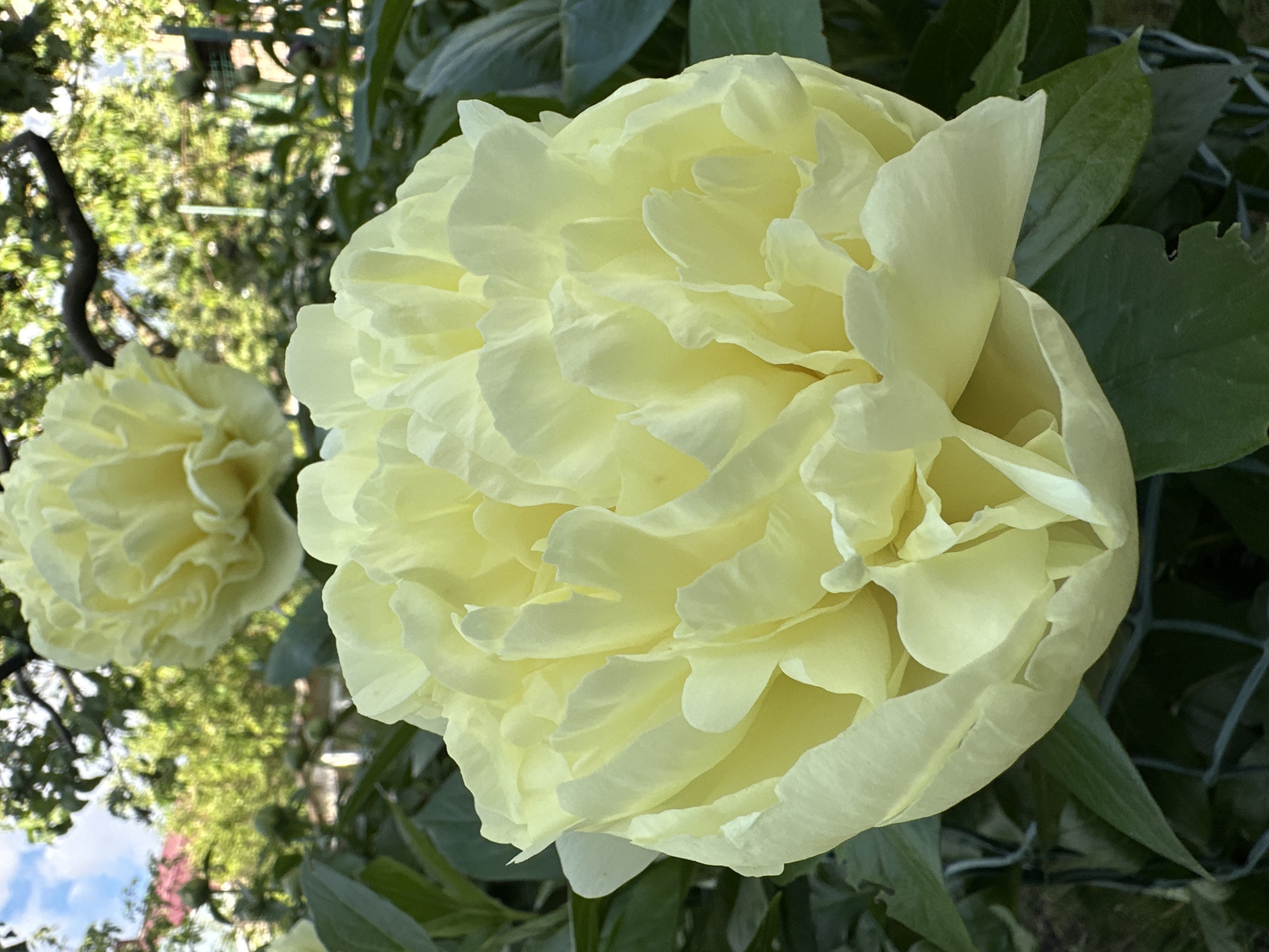 The image shows two yellow peony flowers in bloom. The main flower is prominently displayed in the foreground, while the other is partially visible in the background, slightly out of focus. Lush green leaves surround the flowers. The background includes a glimpse of trees and foliage. The location in the city of Oryol, Russia, is not discernible from the visual data.