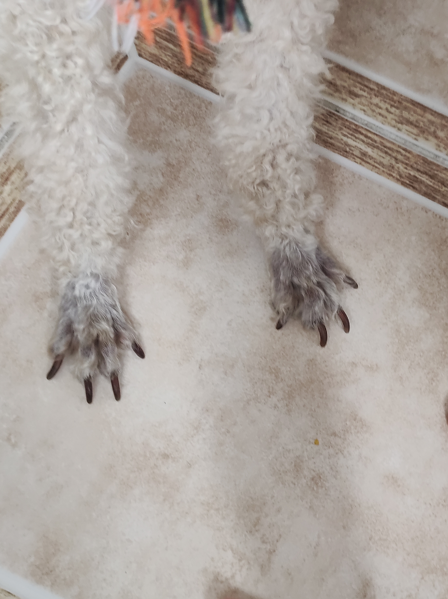 This is a close-up, overhead shot of a white dog's paws resting on a light-colored tiled floor. The dog's fur is fluffy and curly, and its paws appear a bit grimy, with darker fur around the pads and dark claws. The tiles are a neutral, beige color with subtle variations in tone. In the background, a small section of a wooden floor or surface is visible, with a decorative border made of what appears to be a woven material in shades of orange, red, and green. The lighting is even, suggesting an indoor setting with ambient light. The scene is static, focusing solely on the dog's paws and the immediate surroundings. There is no discernible text or indication of time of day or weather. The overall impression is one of domestic comfort and a focus on the details of the animal.