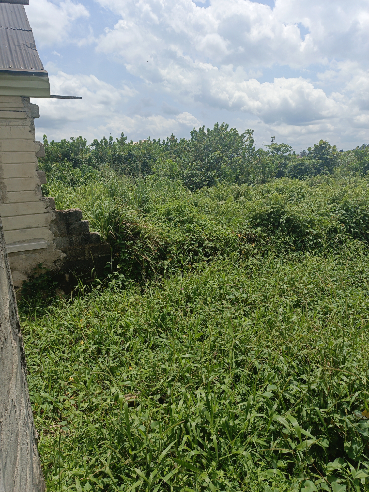 The image shows an overgrown lot next to a dilapidated building. The lot is filled with tall grass and dense vegetation. The building appears to be unfinished or abandoned, with exposed brick and concrete. The sky is partly cloudy. Location is Unknown, Unknown.