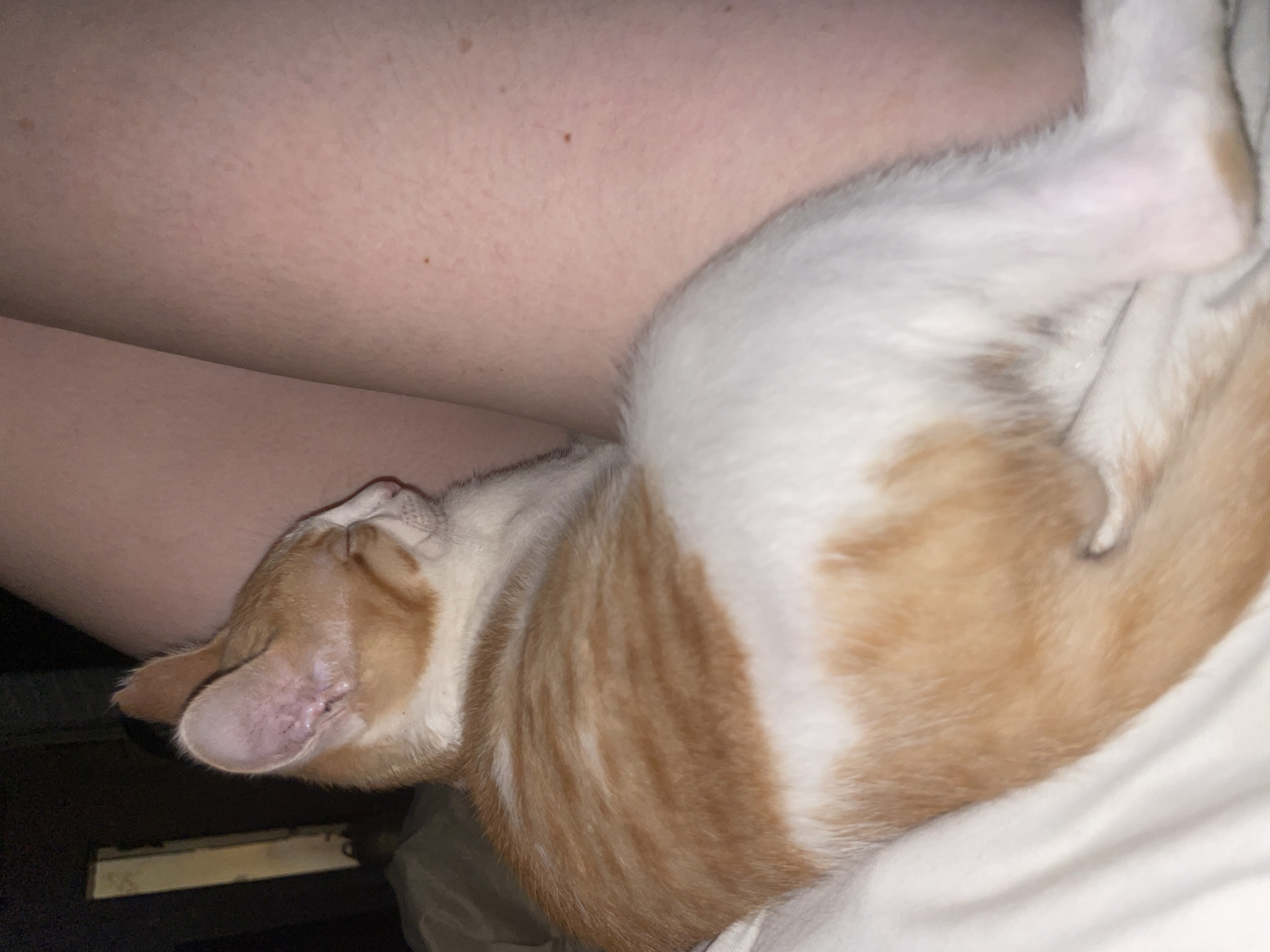 A ginger and white cat is curled up asleep on a white surface, likely a bed. The cat's head is resting on its paws, and its eyes are closed. The cat's fur is soft and fluffy, and it appears to be very comfortable. The background is blurry, but it seems to be a dimly lit room. The overall mood of the image is peaceful and serene.