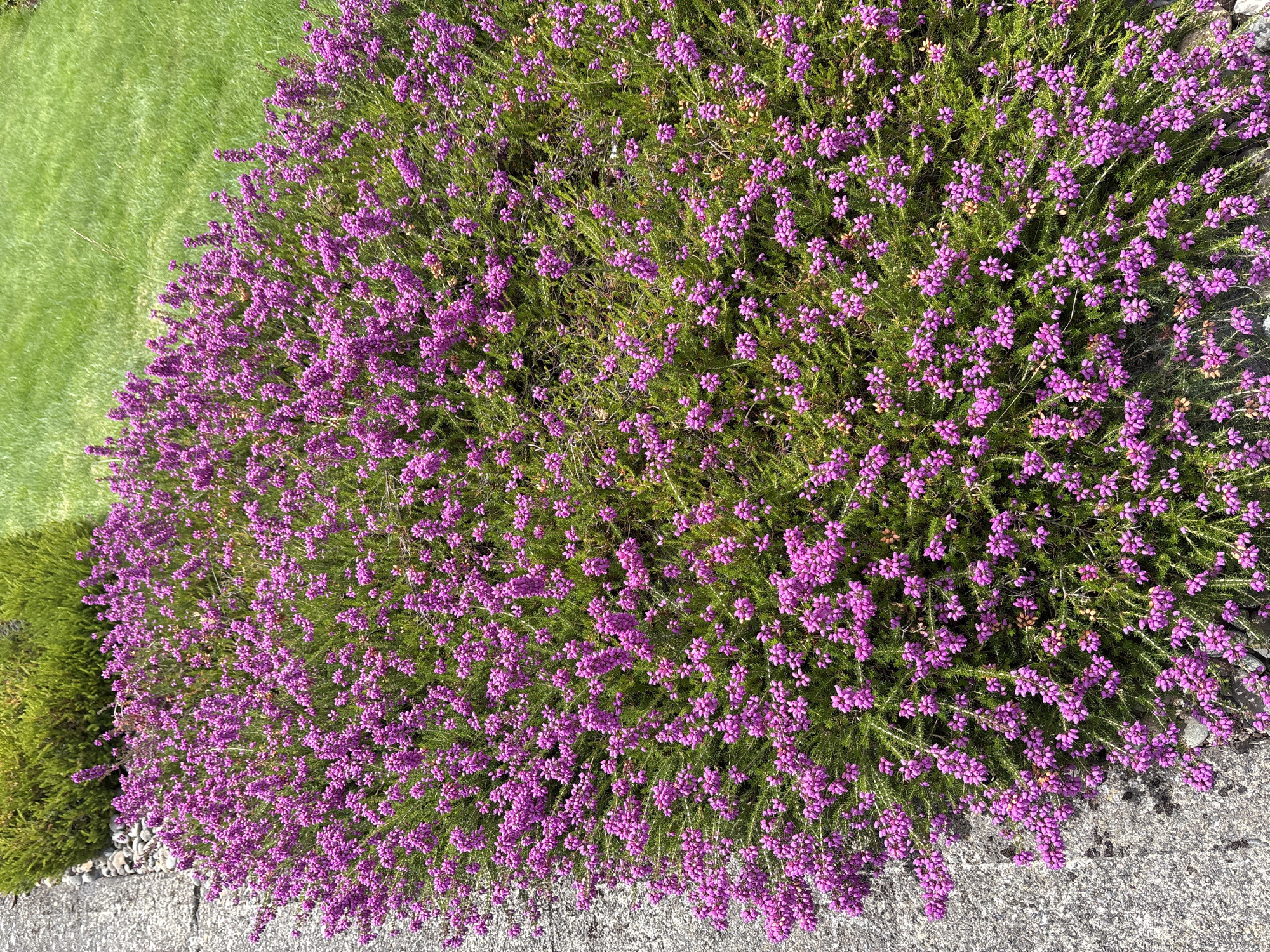A cluster of small, bright pink flowers, possibly heather or a similar flowering shrub, dominates the frame. The plant is lush and dense, with many individual blooms clustered together. The flowers are set against a background of green foliage, and some of the older blooms appear to be brown. To the left of the flowering shrub is a concrete path or sidewalk, with a few small grey stones visible along its edge. Behind the shrub, to the right, is a neatly mowed green lawn. In the upper left corner, a portion of a dark green, manicured hedge is visible. The image appears to be taken outdoors on a sunny day, casting subtle shadows. The scene is consistent with a garden or park setting within Beaverton, Oregon, USA. There are no people or animals present in the image.