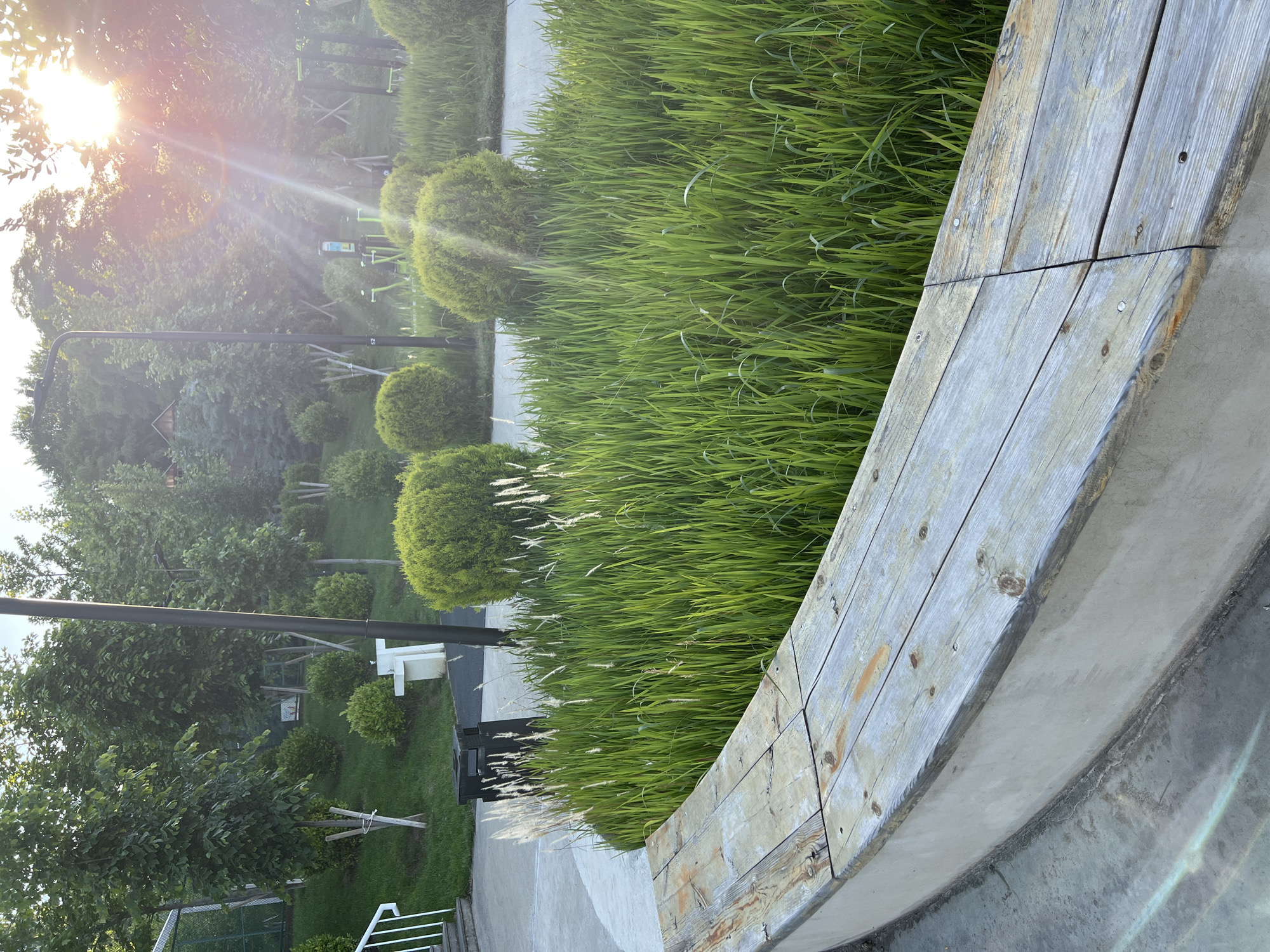 The image shows an outdoor setting in Tbilisi, Georgia. A curved bench made of weathered wood and concrete is in the foreground, bordering a patch of tall green grass with white feathery seed heads. Manicured green shrubs are visible further back, along with trees and a glimpse of exercise equipment. A lamppost stands amidst the greenery. The sun shines brightly, creating a lens flare in the upper left corner. A pathway or sidewalk is adjacent to the grass.
