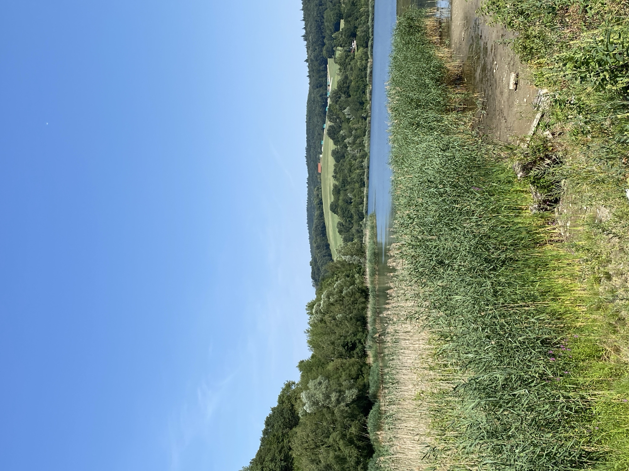 This image depicts a natural landscape scene, likely a lake or pond area, situated near Purkersdorf, Austria. The foreground is dominated by dense, tall green reeds and lighter-colored dried reeds, creating a textured border. Beyond the reeds, a calm body of blue water is visible. The middle ground features a lush green forested hillside that slopes upwards, with various shades of green indicating different types of trees. Further in the background, rolling hills with patches of green fields and scattered trees are seen under a clear, bright blue sky. There are some man-made structures, including small red-roofed buildings and what appear to be white structures or barriers on one of the distant hillsides. The scene is devoid of any visible people or animals. The lighting suggests a sunny day, casting natural light on the entire landscape. The environment appears tranquil and undeveloped in the immediate vicinity of the water, with signs of agriculture or habitation on the more distant hills.
