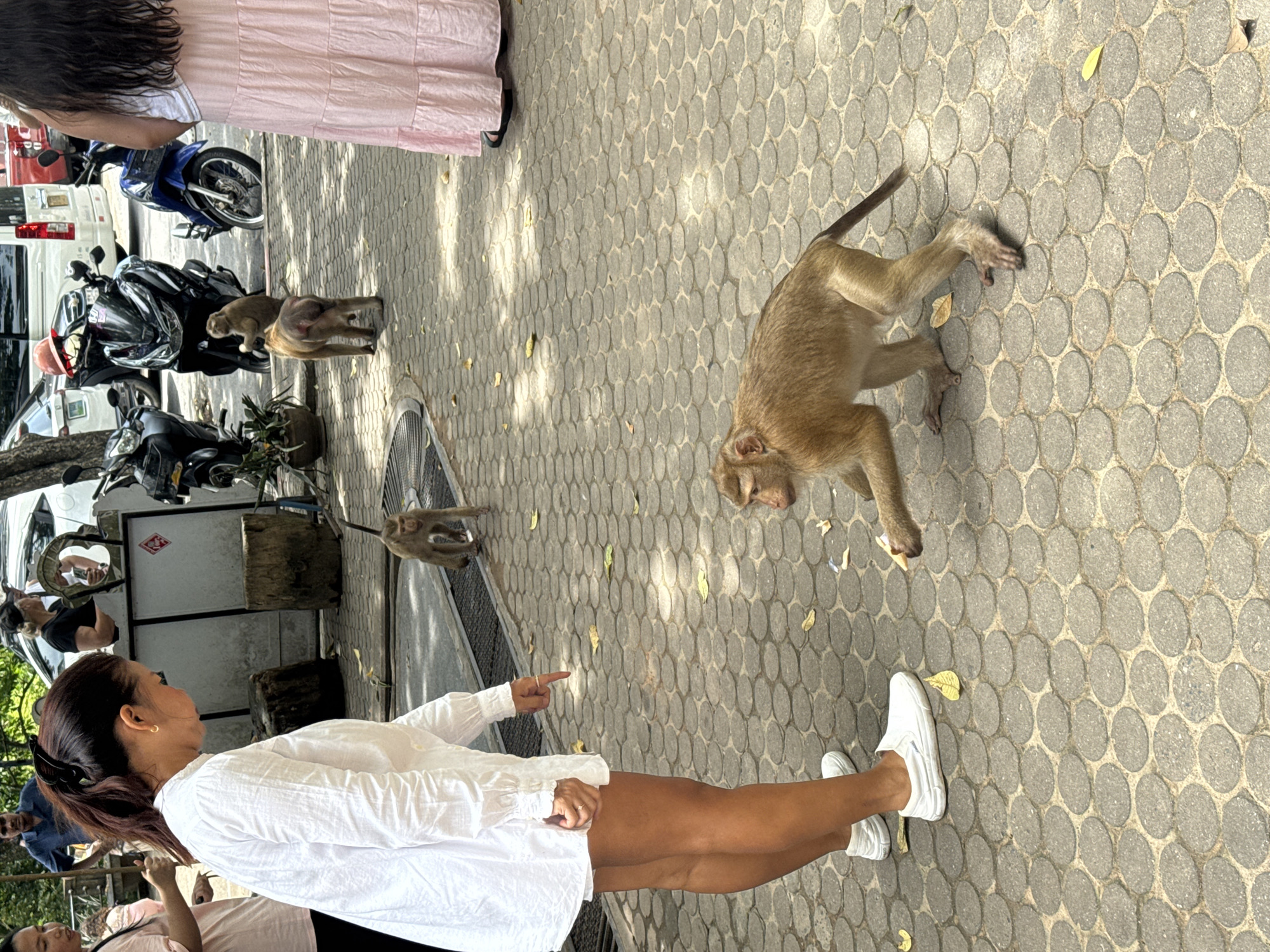 The image depicts a street scene in Ratsada, Thailand, where several macaques are interacting with people and their surroundings. In the foreground, a woman wearing a white dress and white slip-on shoes is pointing her index finger towards the ground, seemingly directing attention to a macaque in front of her. This macaque, also in the foreground, is a light brown color and is captured in mid-stride, with its right hand reaching out.
Behind the woman, a smaller macaque is walking away. Further in the background, other macaques are visible, one of which is perched on a motorcycle. Several motorcycles are parked in the vicinity, alongside parked vehicles and what appears to be a white van. The ground is paved with circular, interlocking stones, and fallen yellow leaves are scattered across the surface. The environment suggests an outdoor, possibly urban or semi-urban, setting, with hints of vegetation and what could be a market or public area. Two other individuals are partially visible in the background, adding to the sense of a public space.