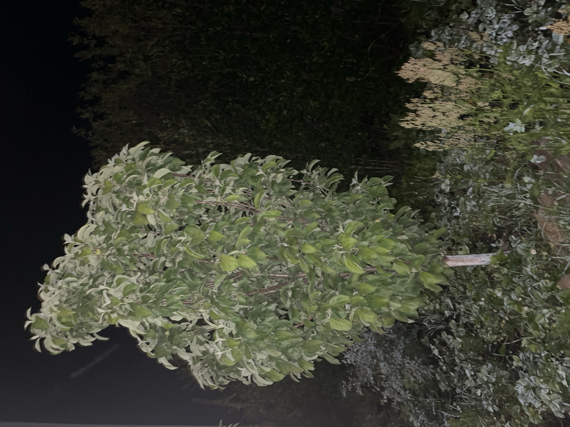 The image shows a medium-sized tree with light green and white variegated leaves in the foreground, set against a dark background of dense foliage and a night sky. The tree has a pale trunk. In the lower portion of the image, there is ground cover with various low-lying plants and some taller, dry grasses. To the right of the tree, there is a patch of light-colored, feathery seed heads. The scene appears to be an outdoor setting, likely a garden or yard, with ample vegetation. The lighting suggests it is nighttime. There are no people or animals visible in the image. The overall impression is one of a quiet, natural environment at night.