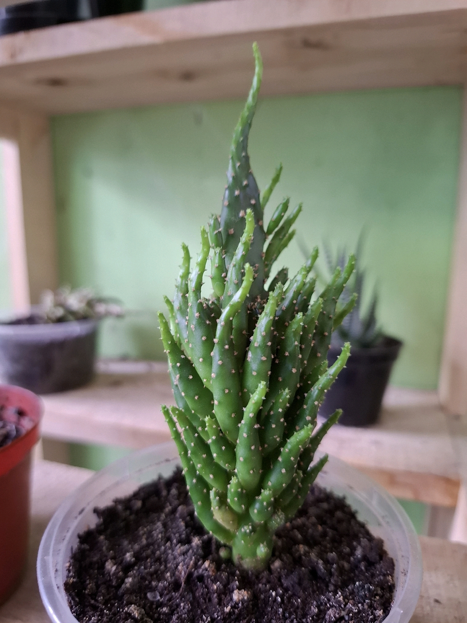 A close-up, eye-level shot shows a small, green cactus in a clear plastic pot filled with dark soil. The cactus has many finger-like stems, each dotted with small, pinkish-brown spines. The pot is sitting on a wooden surface, possibly a shelf. In the blurred background, two other potted plants are visible, along with a pale green wall. The lighting is soft, suggesting an indoor setting. This scene is unlikely to be found in the city of Medan, Indonesia, as the plant appears to be an indoor succulent species not commonly found in the wild or local nurseries there.