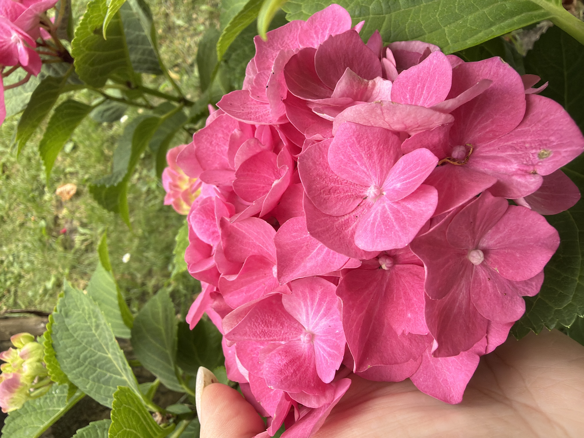 A close-up, eye-level shot captures a cluster of vibrant pink hydrangea flowers, their delicate petals filling the frame. A human hand, with a light skin tone and a light-colored fingernail, gently supports the bloom from the left. The background consists of blurred green foliage and grass, suggesting an outdoor garden setting. The scene appears to be a naturalistic snapshot of a flowering plant. The image does not provide any specific details that would allow for the identification of its location in the city of Kozova, Ukraine.