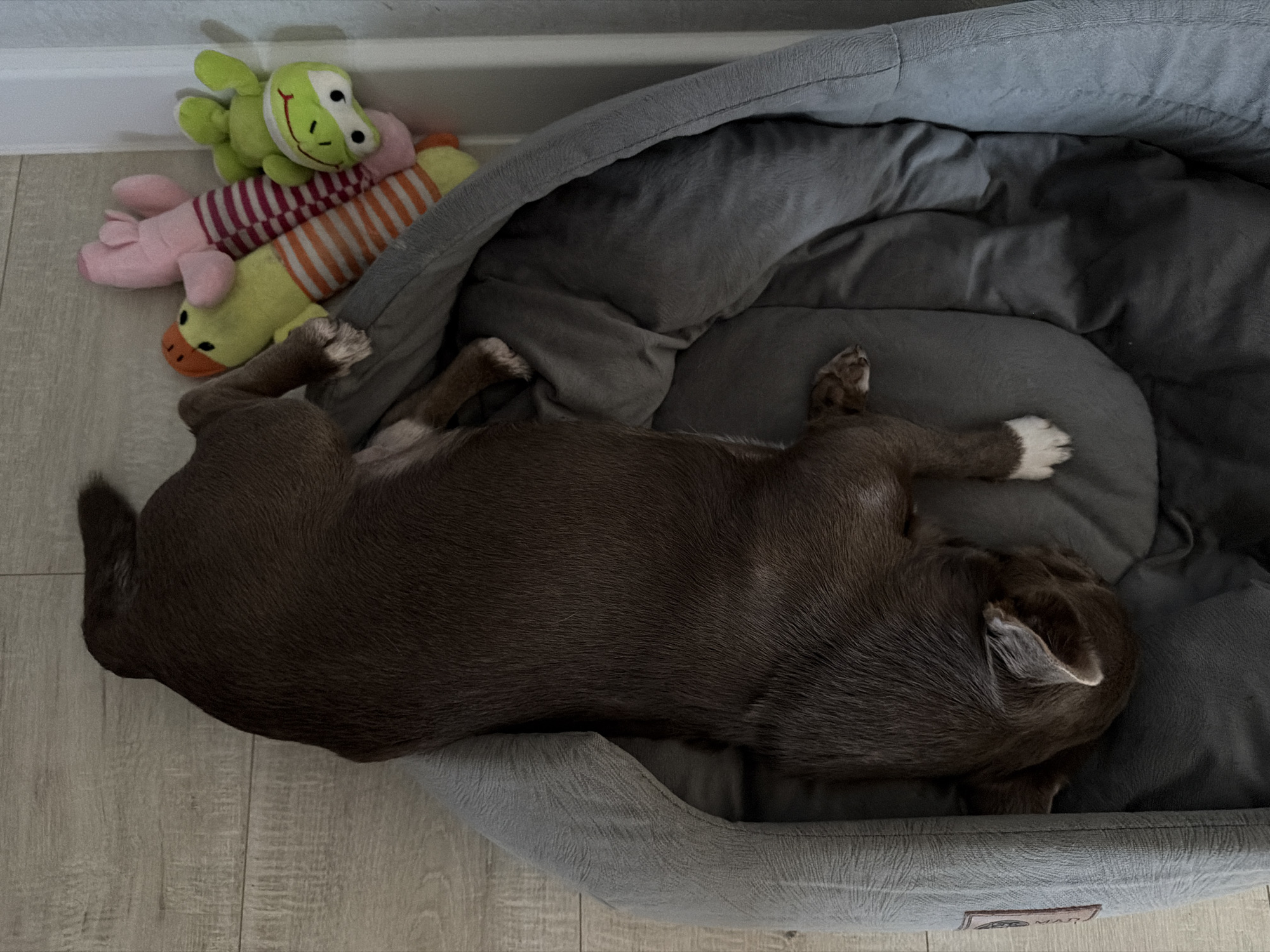 A brown dog is asleep in a gray, circular dog bed. Next to the bed, on the floor, are three plush toys: a green frog, a pink pig, and a yellow duck. The floor is made of light-colored wood-look planks. The location is not specified, so it is not possible to include Votkinsk, Russia.