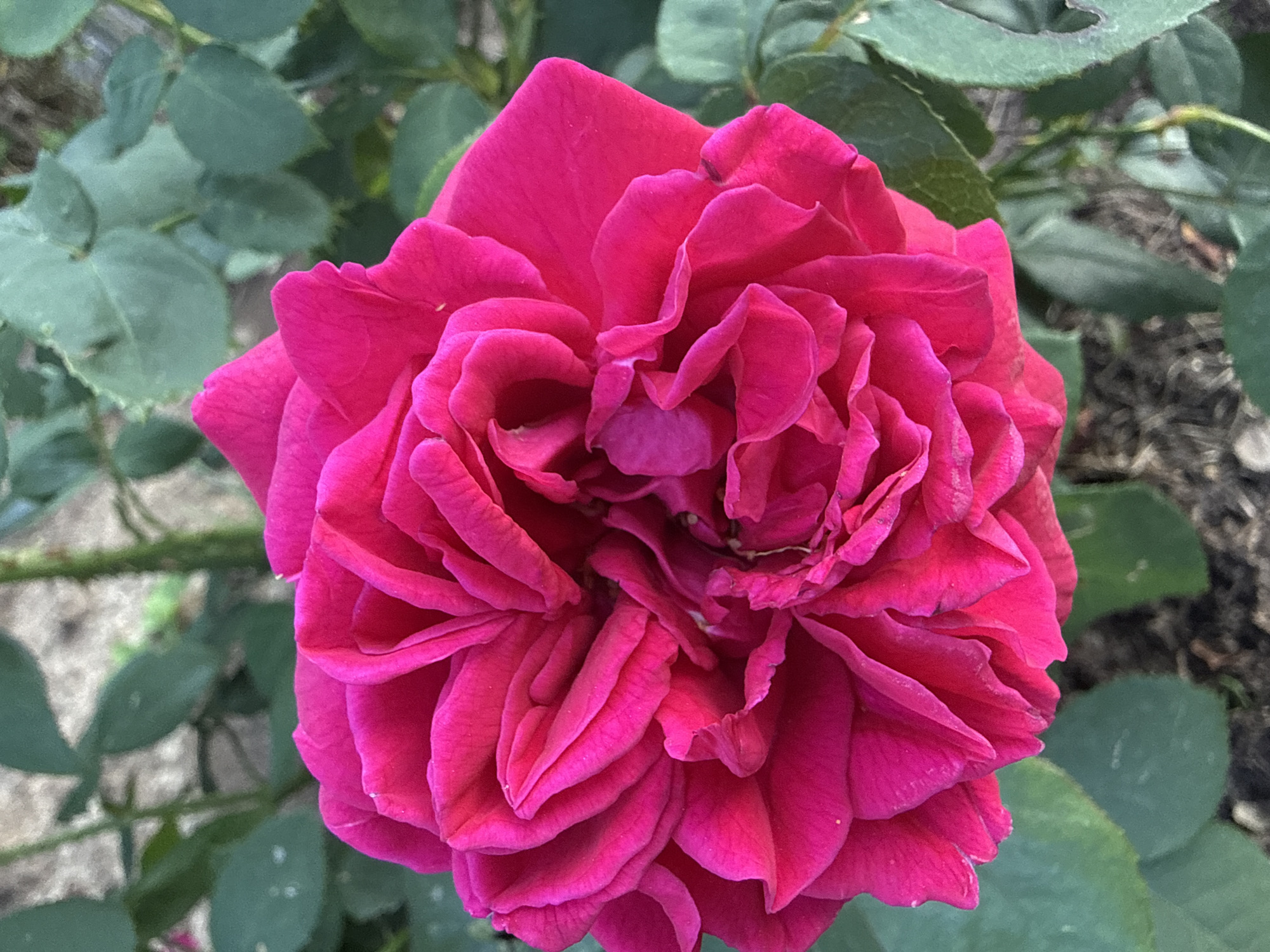 A close-up, overhead shot showcases a vibrant, fuchsia-pink rose bloom. The flower's numerous petals are tightly packed and ruffled, with a slightly velvety texture. The rose is set against a blurred background of green leaves and stems, with some patches of dark soil visible at the bottom. The image appears to be taken outdoors, in natural light, possibly in a garden or park setting. The location in Ihringshausen, Germany is not specified within the image itself.
