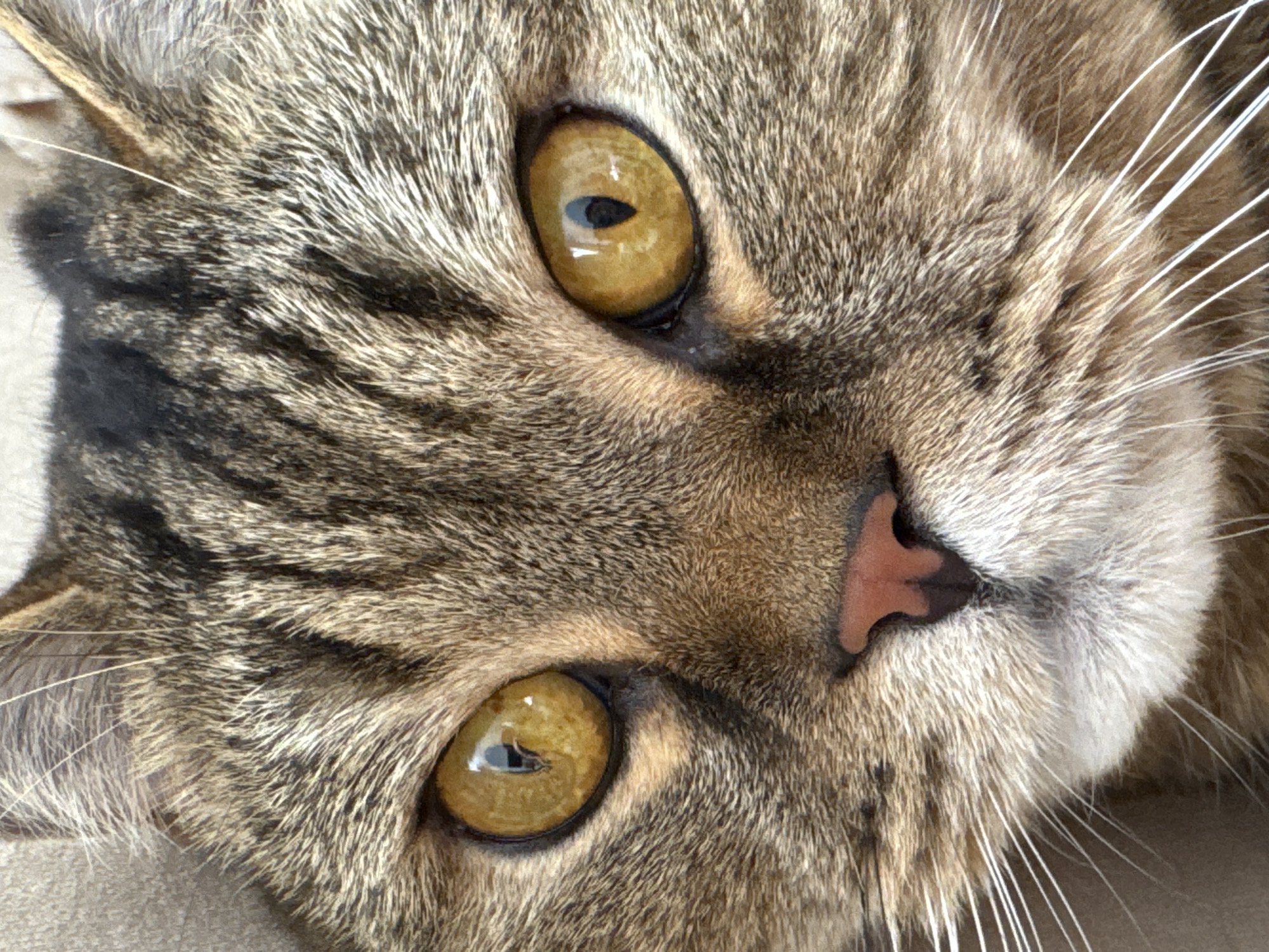 This is a close-up, head-on photograph of a tabby cat's face, filling the entire frame. The cat's fur is a mix of brown, grey, and black stripes, with prominent white whiskers fanning out from its muzzle. The cat's eyes are large, round, and a striking golden-yellow color with dark, slit pupils reflecting the light. Its pink nose is small and triangular. The overall lighting suggests it is daytime, possibly indoors or in a shaded outdoor area, as there are bright reflections in the eyes and soft illumination on the fur. The cat appears relaxed, with its head tilted slightly to the side. No text is visible in the image.