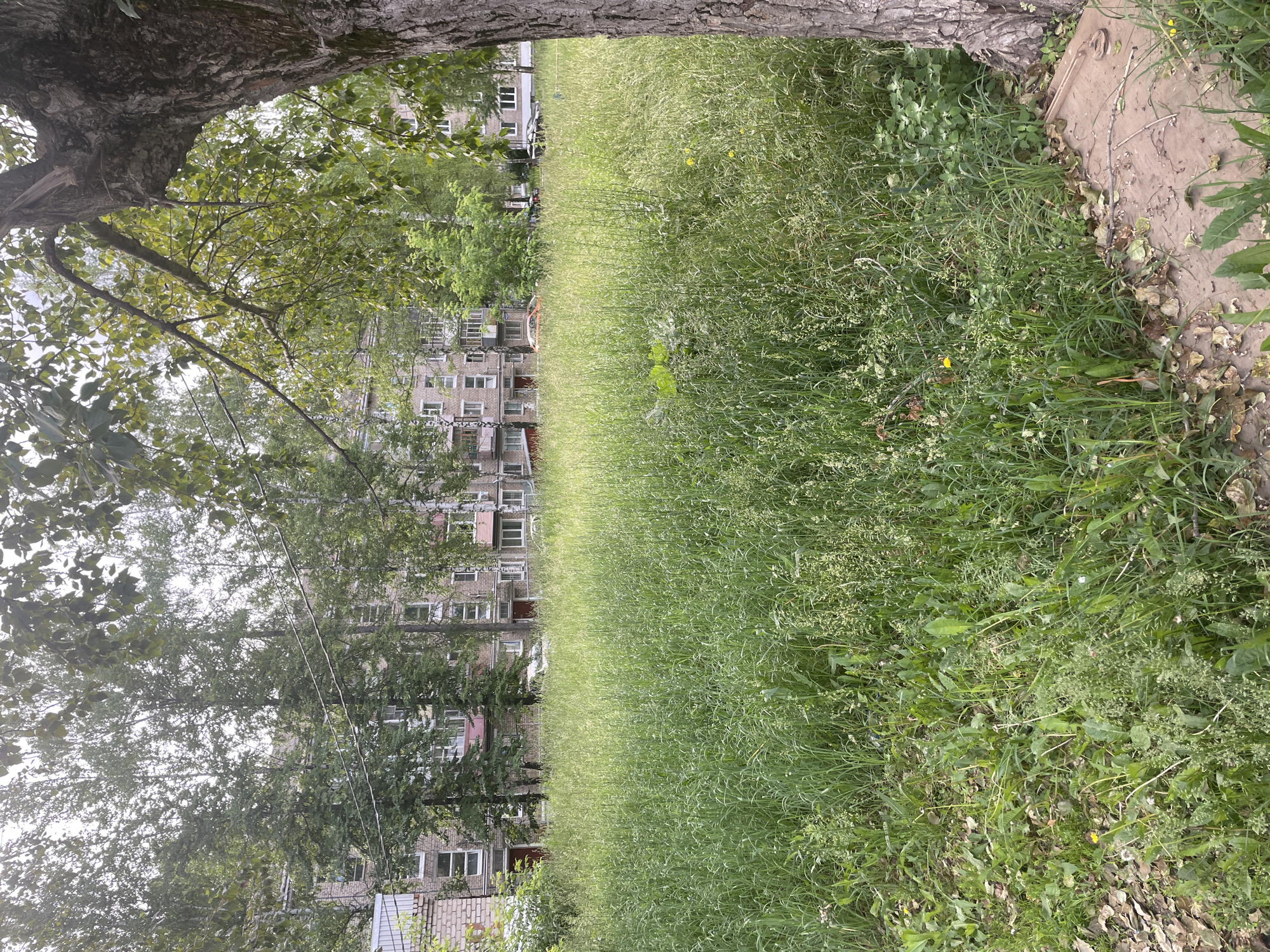 The image depicts an overgrown grassy area in a residential district in Chaikovsky, Russia. In the foreground, a large tree trunk is visible on the right. The middle ground is dominated by a dense field of tall, unkempt grass with scattered small yellow wildflowers. In the background, a multi-story apartment building with a light-colored facade and numerous windows is partially obscured by a line of trees. Several cars are parked in front of the building, and power lines run between the trees. The sky is overcast, suggesting a cloudy day. The overall scene conveys a sense of neglect or a lack of recent landscaping in the urban environment.