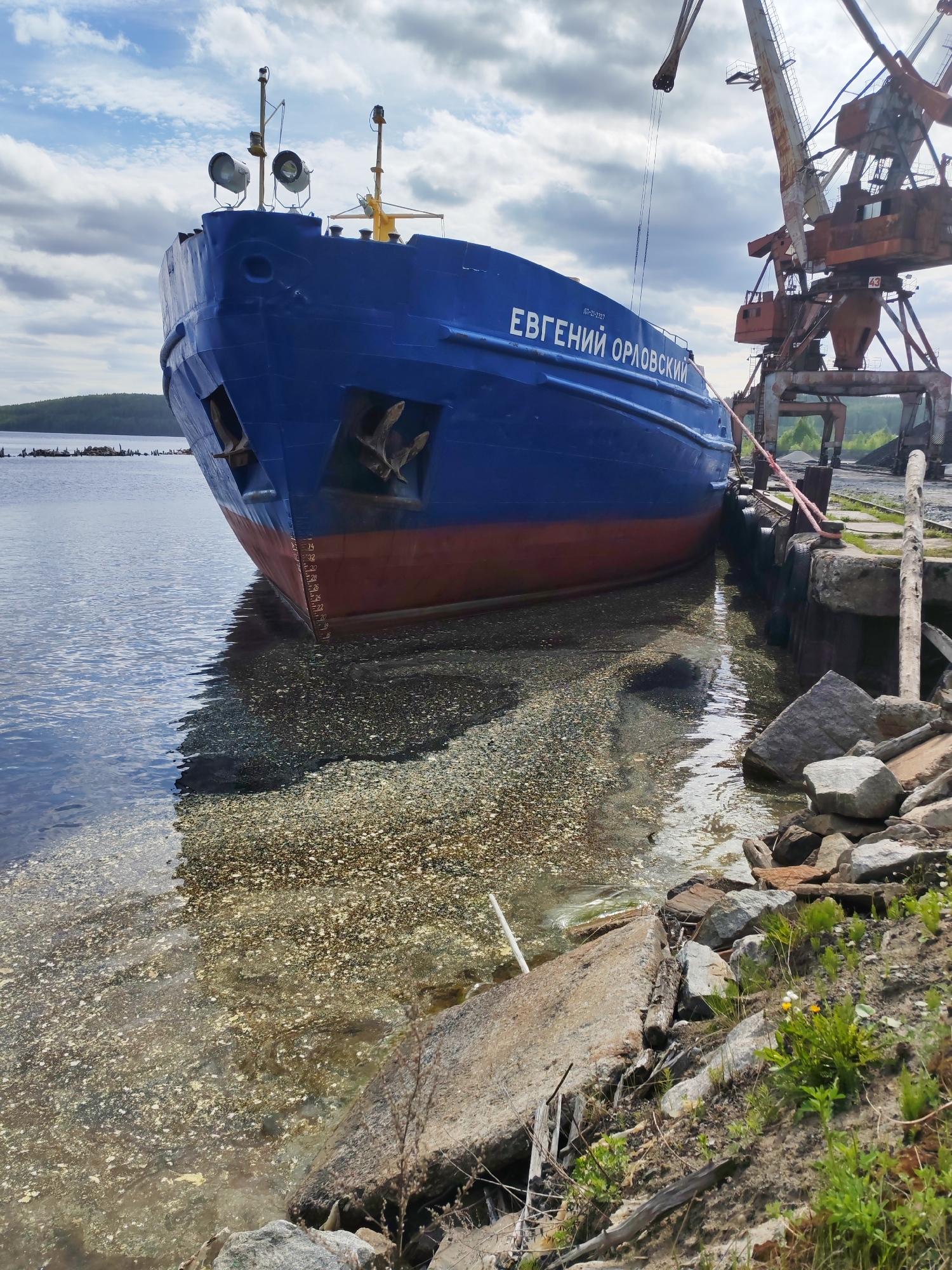 An industrial scene depicts a blue and red vessel, named "ЕВГЕНИЙ ОРЛОВСКИЙ" (Yevgeny Orlovskiy) with a smaller registration number "РП-21-2327" below it, docked at an old pier. The ship's bow, featuring two large anchors and navigation lights, faces left, extending into a body of water. Draft markings, including "2.4," "2.6," "2.8," and "3.0" meters, are visible on its hull.
The vessel is moored alongside a concrete and timber dock, where rusty, heavy-duty industrial cranes stand tall to the right, one bearing the number "43." The water surface in the immediate foreground is clear, revealing a gravelly bottom, but further out, it becomes somewhat murky with visible floating debris or algae. The shoreline consists of rough rocks, concrete blocks, and some sparse green vegetation, including small flowers. Distant, tree-covered hills line the horizon across the water.
The activity appears to be the ship being moored at a working industrial port, possibly for loading, unloading, or maintenance, although no specific actions are underway. The time of day is daytime, under a partly cloudy sky with bright, diffused light, suggesting either morning or afternoon. The overall impression is one of an aged, functional industrial waterfront in a natural setting. The location is Medvezhyegorsk, Russia.