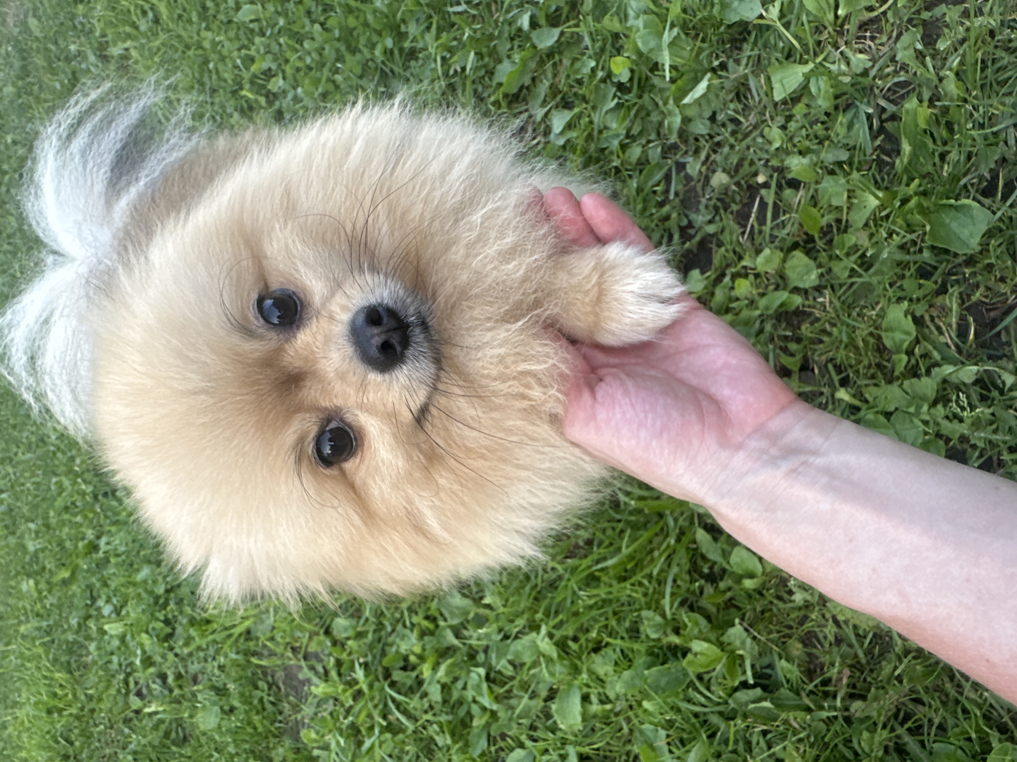 A fluffy Pomeranian dog with cream-colored fur is held by a human hand in a grassy outdoor setting. The dog's head is tilted towards the camera, with its dark eyes and black nose clearly visible. Its tail, fluffy and white, extends upwards. The hand holding the dog appears to be a human's, with light skin. The background consists of green grass, suggesting a park or backyard. The image has a slightly blurred quality, with the focus primarily on the dog. There are no recognizable buildings or landmarks to indicate a specific city or location.