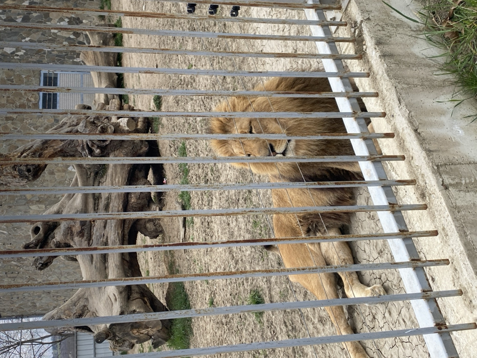 The scene depicts a single adult male lion within an enclosure at the Vranje Zoo in Vranje, Serbia. The lion, characterized by golden-brown fur and a prominent mane, is lying on dry, cracked earth with sparse patches of green grass. Its body is extended, with its head turned to the right and eyes partially closed. The enclosure is secured by a fence composed of vertical, grey, rusted metal bars set into a concrete base approximately 0.5 meters high, which dominates the foreground. Within the enclosure, a large, weathered, gnarled tree stump or log lies horizontally in the mid-ground. In the far background, a building constructed with stone cladding features a small, elevated window with a white frame and horizontal bars, and a grey metal door with horizontal lines. An additional metal fence structure is visible to the far left. The sky overhead is overcast. No human subjects or direct interactions are visible.