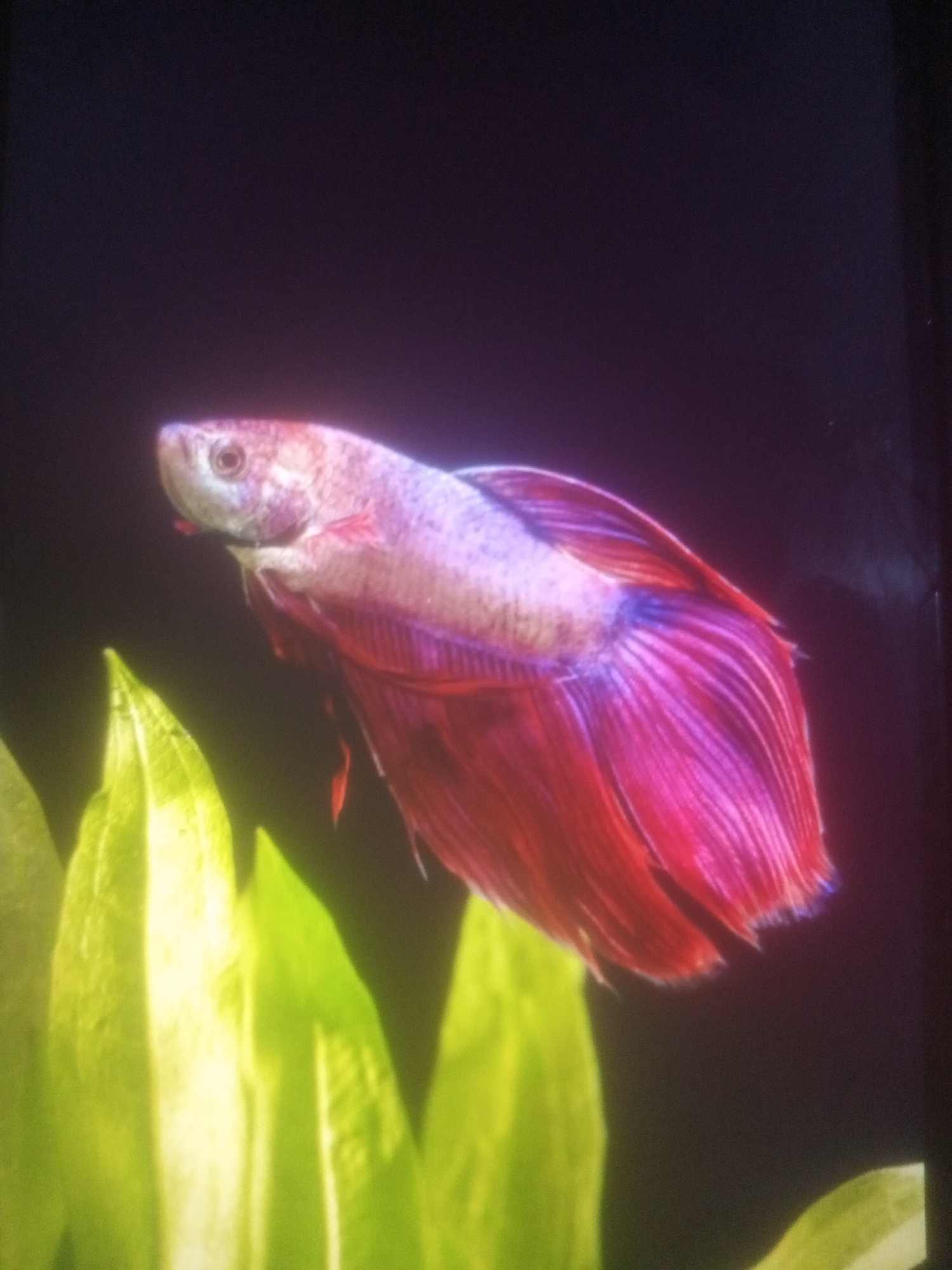 A betta fish is shown in profile against a dark background. The fish has a long, flowing tail and fins that are a vibrant pink and purple. Its body is a lighter pink and purple, with a distinct eye. In the foreground, several bright green, leafy aquatic plants are visible.