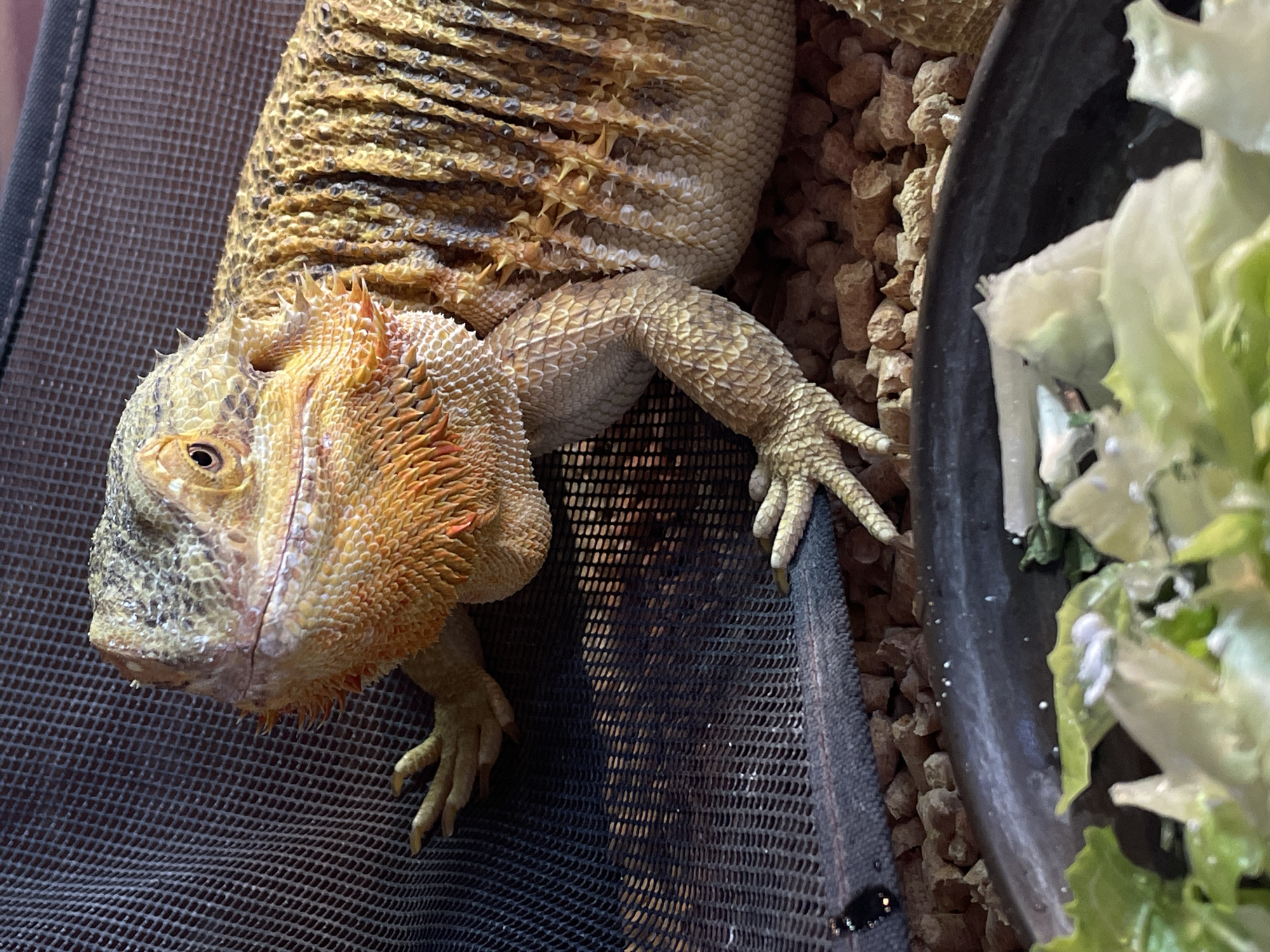 A bearded dragon, a reptile with spiny scales and a wide head, is positioned in the foreground. Its body displays a pattern of yellow and brown stripes, and its throat is covered in orange, spiky scales. The dragon is resting on a bed of small, light brown pellets, likely substrate for its enclosure. To the left, a dark mesh material is visible, suggesting the dragon is in a habitat with mesh walls. In the lower right corner, a dark, shallow bowl contains a portion of leafy green vegetables, presumably food for the reptile. The lighting is warm, highlighting the textures and colors of the dragon and its surroundings. The location in the city of Hrodna, Belarus, is not ascertainable from the image.
