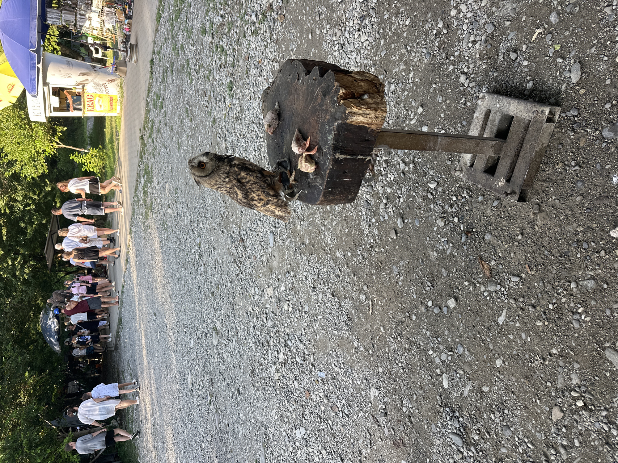 In Bol'shoi Kichmai, Russia, an owl with a long-eared appearance is perched on a wooden stump, which is elevated by a metal stand. The stump has several small animal carcasses on its surface, appearing to be food for the owl. The scene unfolds outdoors on a gravel-covered ground, with trees and foliage visible in the background. Several people are walking in the distance, some near a kiosk with umbrellas. The overall environment suggests a public outdoor area.