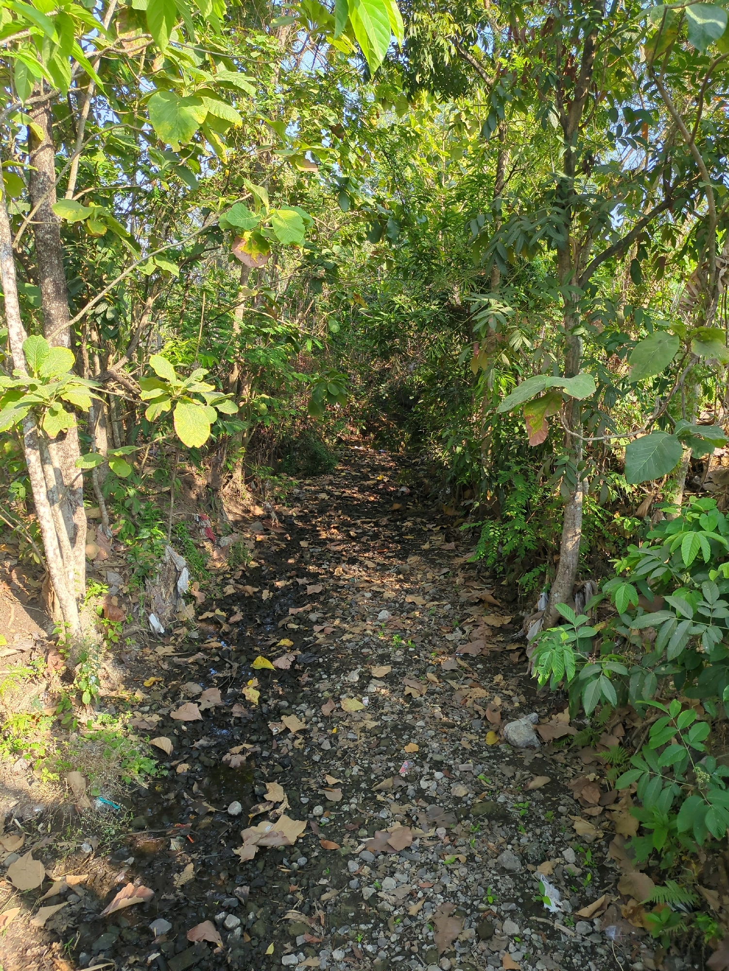 The image depicts a narrow, unpaved path lined with dense green foliage and trees. The ground is covered with a mixture of small stones, dried leaves, and some scattered debris, including what appears to be plastic waste. Patches of dark, wet soil indicate the presence of water, possibly a small stream or puddle. Sunlight filters through the leaves, creating dappled shadows on the path. The scene suggests a natural, overgrown area, possibly a trail or an undeveloped part of the city of Sindon, Indonesia. There are no people or animals visible in the image.