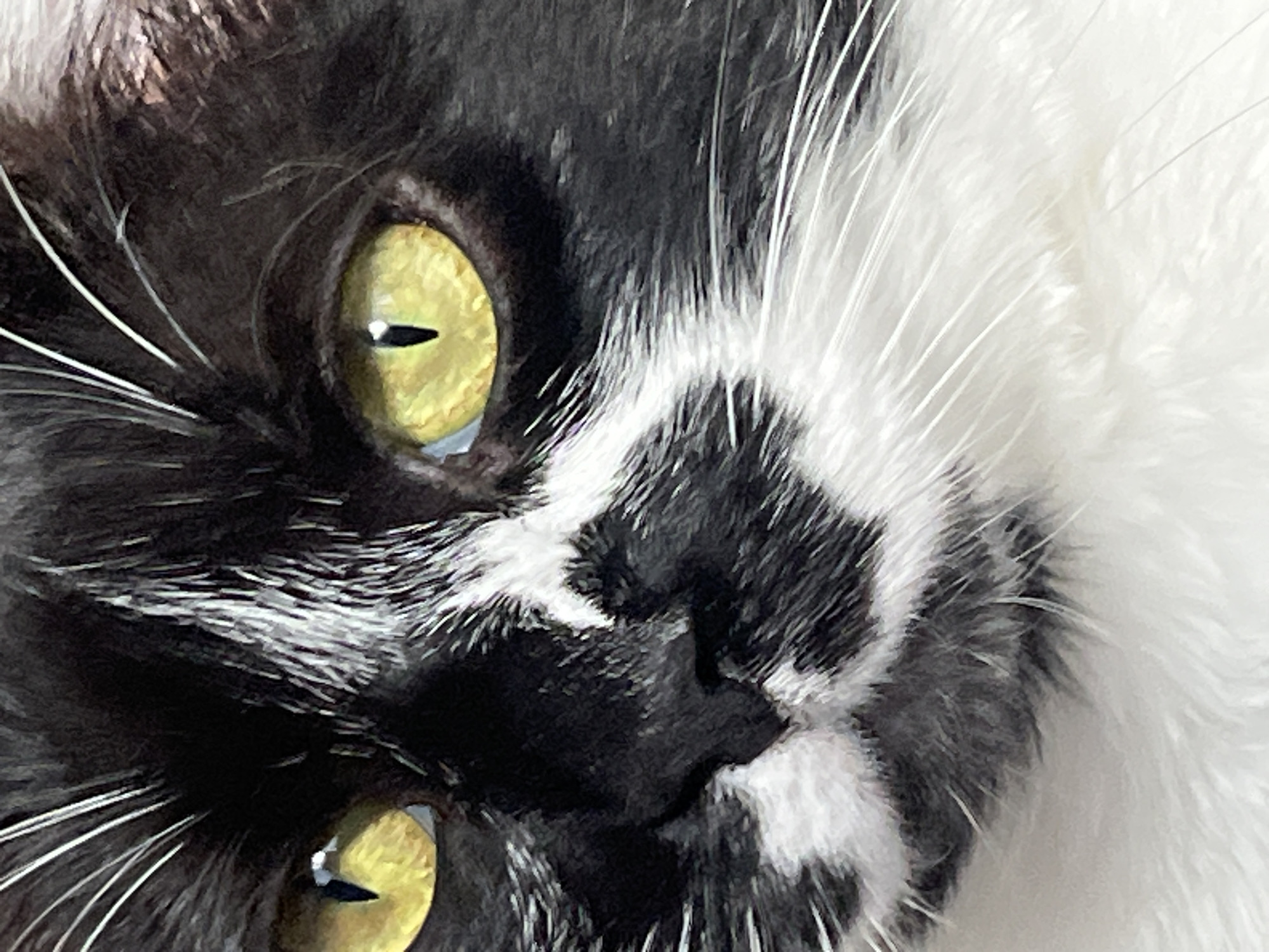 A close-up, diagonal shot captures the face of a black and white cat. The cat's striking yellow-green eyes dominate the frame, featuring narrow, vertical black pupils with visible reflections of a light source, possibly a window, suggesting an indoor setting. The fur on the left side of the face is mostly black, with several prominent white whiskers fanning out. The right side of the face is primarily white, also showing white whiskers. The nose area is a blend of black and white fur. The lighting is bright and even, illuminating the texture of the fur and the vivid color of the eyes. The cat appears alert and engaged, looking directly at the viewer. There is no visible text in the image.