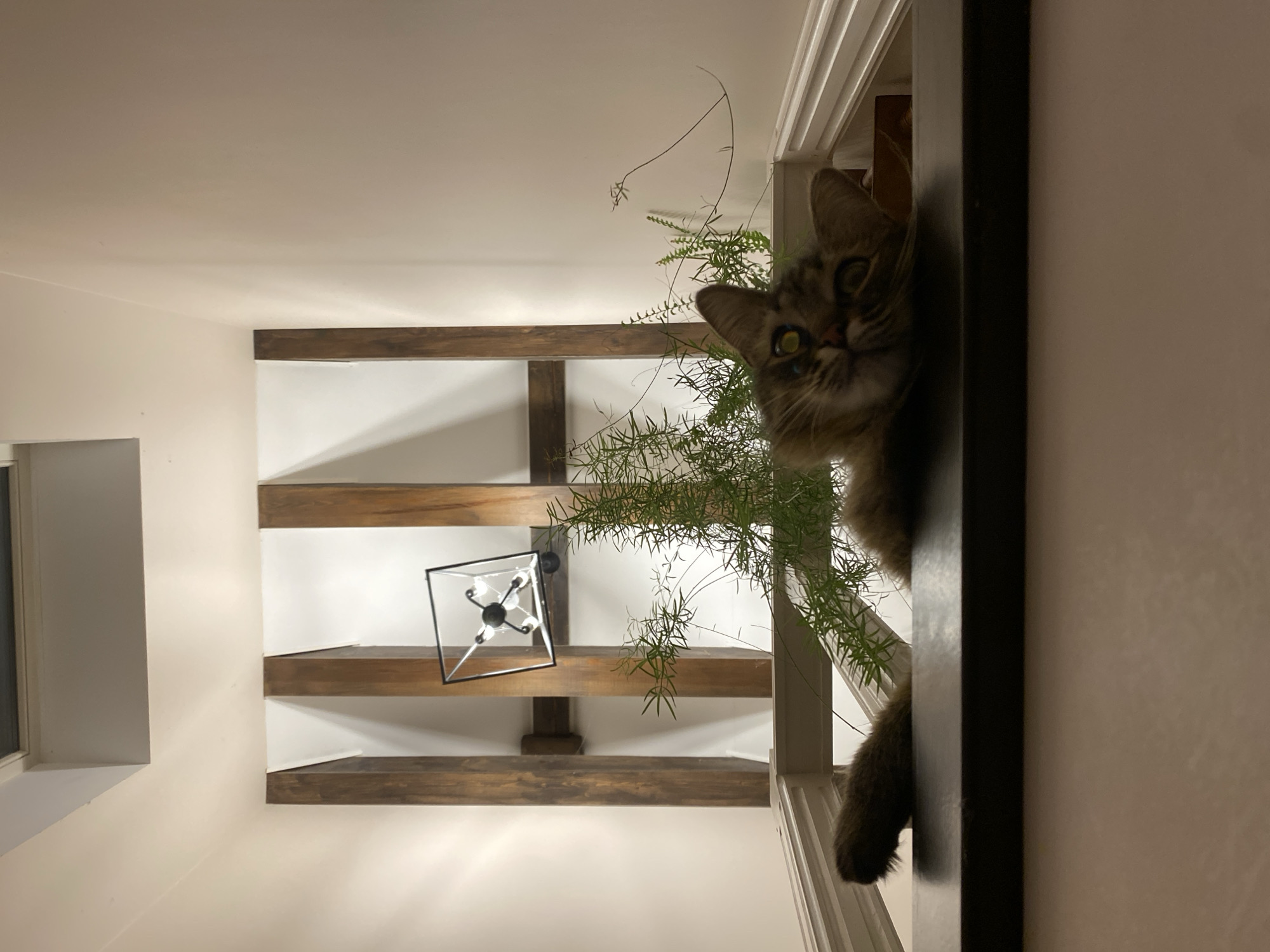 A room interior features a cat peering down from an elevated position. The cat is positioned near the top of a doorway. The room has wooden beams across the ceiling, and a square-shaped light fixture hangs from one of the beams. There is a plant near the doorway. The image does not contain sufficient information to locate it in the city of Lobnya, Russia.