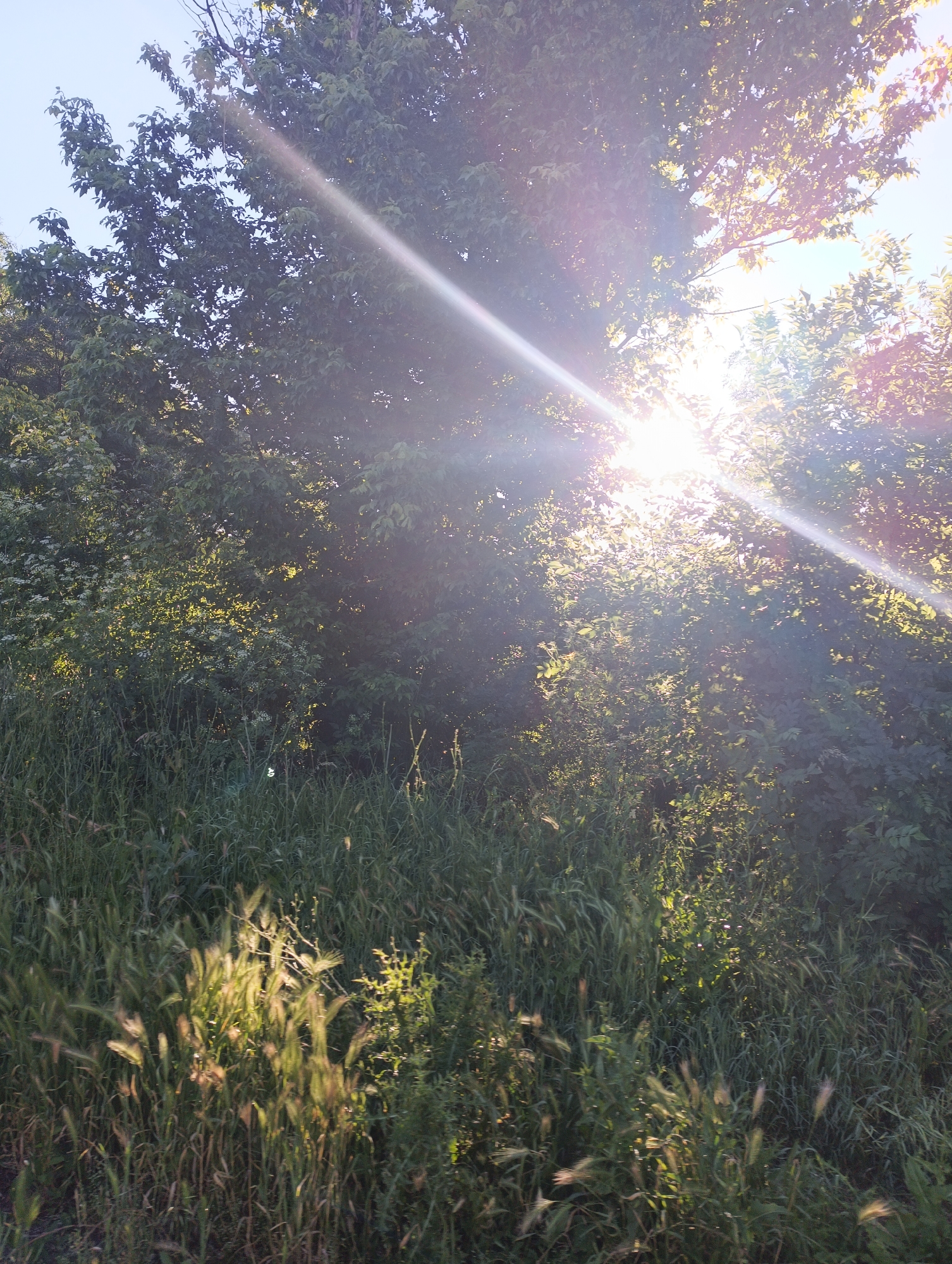 A sunbeam cuts diagonally across a dense foliage of trees and tall grass in Karnobat, Bulgaria. The sun's rays, partially obscured by leaves, create a bright glare and lens flare. The foreground is dominated by lush green grass and some flowering plants, with patches of sunlight illuminating the vegetation. The background features a dense thicket of trees, with the sun shining through their leaves, creating a dappled effect and casting shadows. The sky above is a clear pale blue. The scene appears to be an outdoor natural environment, possibly a roadside or a field bordering a wooded area. There are no people or animals visible in the image.