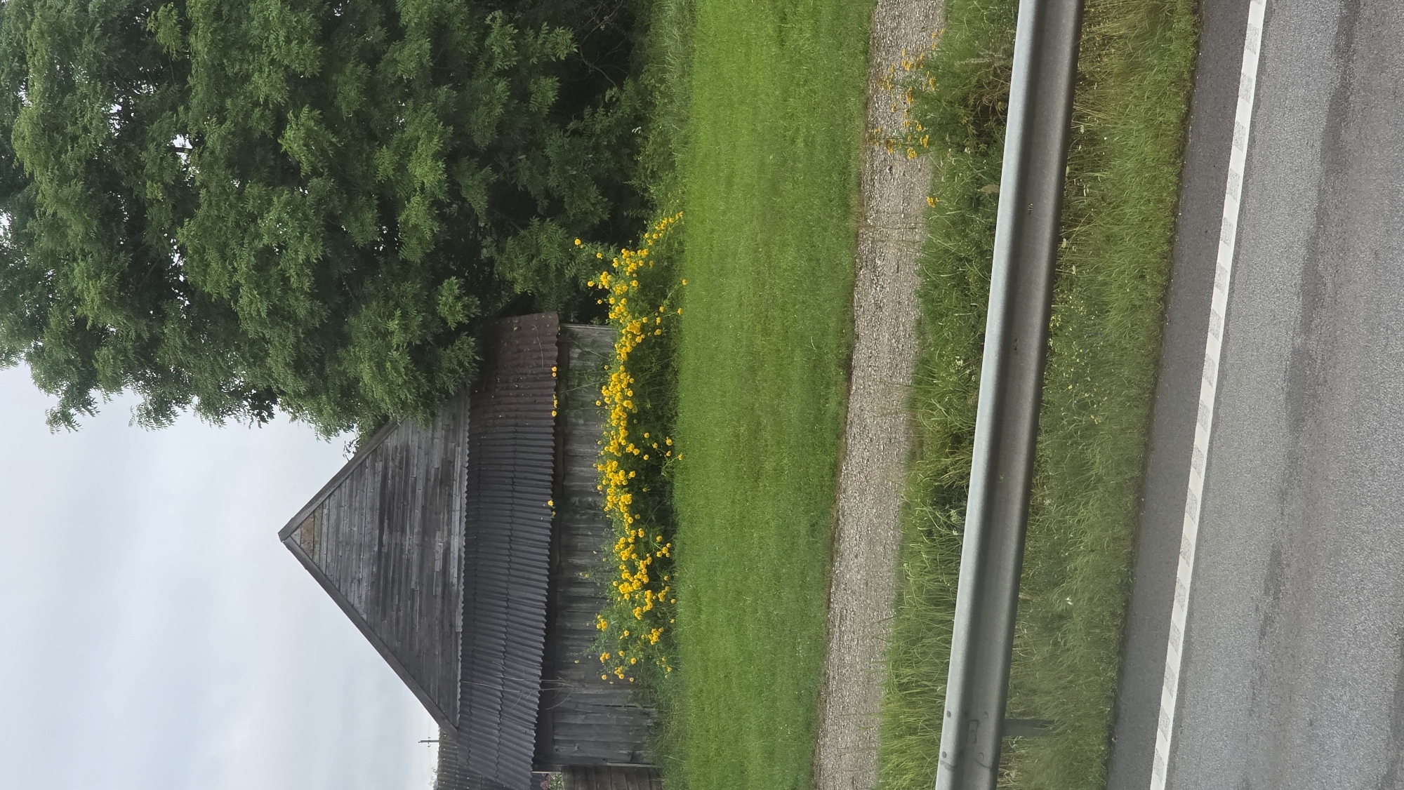 In Kalneliai, Lithuania, a weathered wooden barn with a corrugated metal roof stands adjacent to a large, leafy green tree. A vibrant border of yellow flowers stretches across the front of the barn, adding a splash of color to the overcast day. In the foreground, a gravel path runs alongside a grassy area, separated by a metal guardrail. A wet asphalt road with a white dashed line completes the scene. There are no people or animals present.