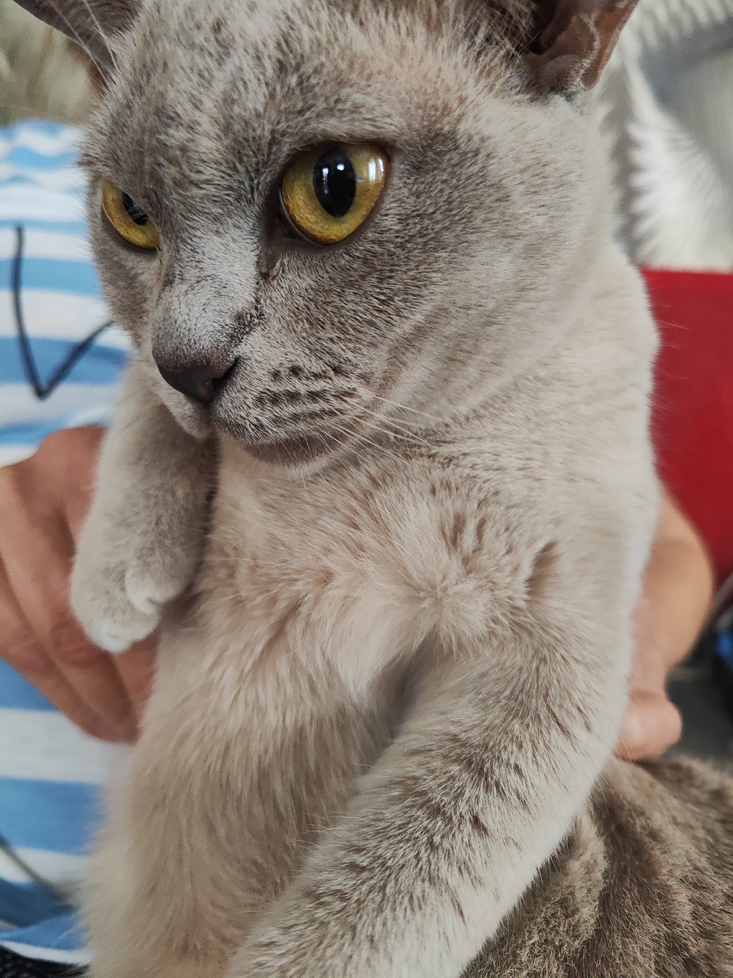 A close-up, indoor photograph from Gvardeysk, Russia, depicts a light grey and beige cat being held by a person. The cat is positioned centrally, filling most of the frame, with its head turned slightly to its left, displaying a focused and alert expression. Its most striking features are its large, golden-yellow eyes with prominent black pupils. The cat's fur is a soft, short-haired greyish-beige on its face, ears, paws, and chest, transitioning to a more distinct dark grey tabby stripe pattern on its visible hind leg and lower back. A small, dark grey nose and part of its mouth are visible. One of the cat's light-colored paws is resting near its chin.
A human's hand, with a light skin tone, is visible on the left side, supporting the cat. The person holding the cat is wearing a blue and white striped shirt, parts of which are visible behind and below the cat. The background is blurred, showing hints of the blue and white stripes, and a distinct red object or surface on the right side of the frame. The lighting suggests an indoor environment, likely during daytime. No text is visible in the image.