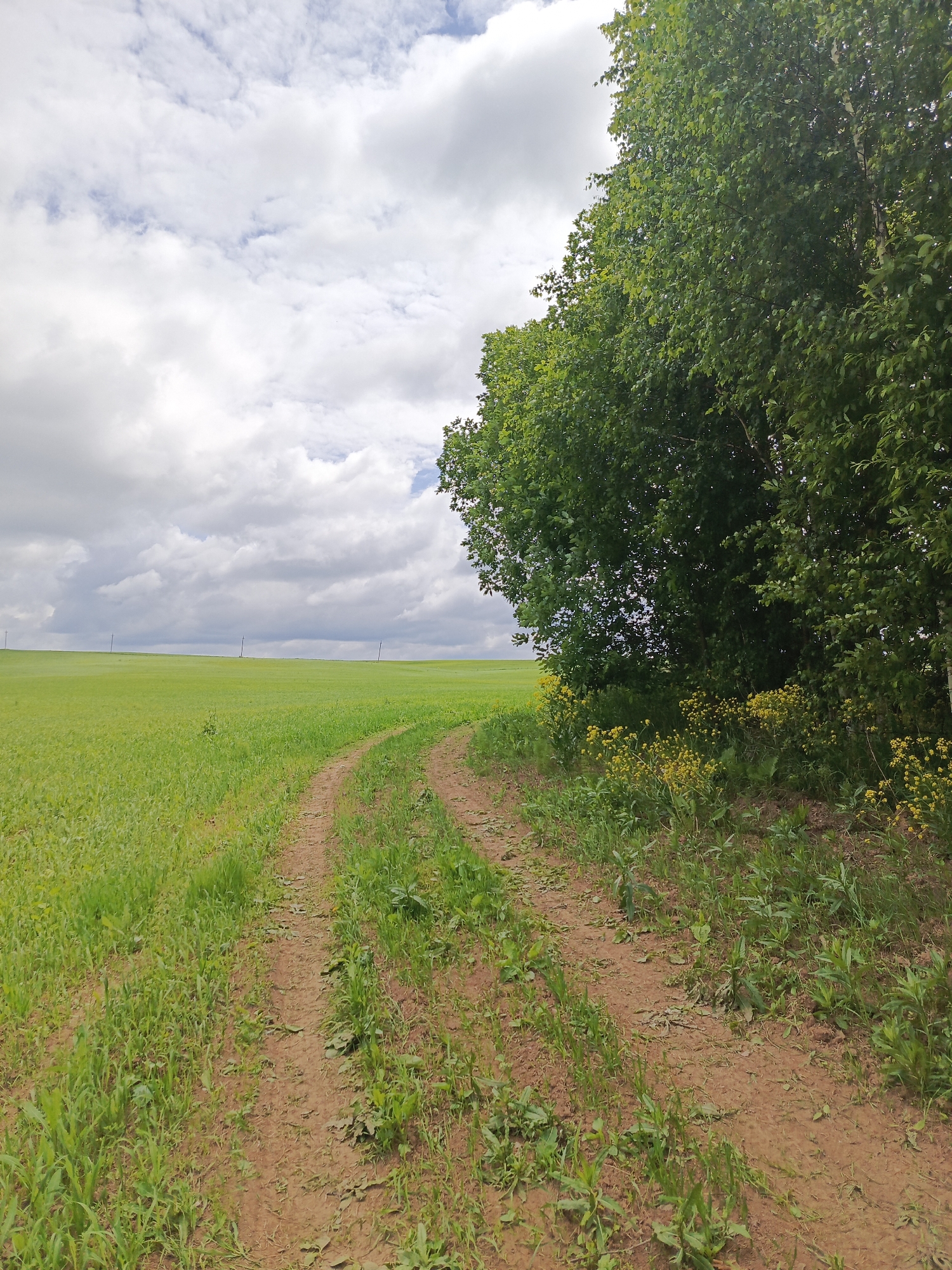 A dirt road curves through a lush green field, bordered on the right by a dense line of trees. The sky above is filled with dramatic, billowing white clouds against a pale blue backdrop. In the distance, faint vertical structures, possibly utility poles, can be seen in the field. The foreground of the road is composed of reddish-brown soil with patches of sparse green vegetation. The trees on the right are vibrant green, with some smaller yellow flowers blooming at their base along the edge of the road. The overall impression is a natural, rural landscape under a dynamic sky, indicative of the natural beauty found in and around the city of Chumna, Russia.